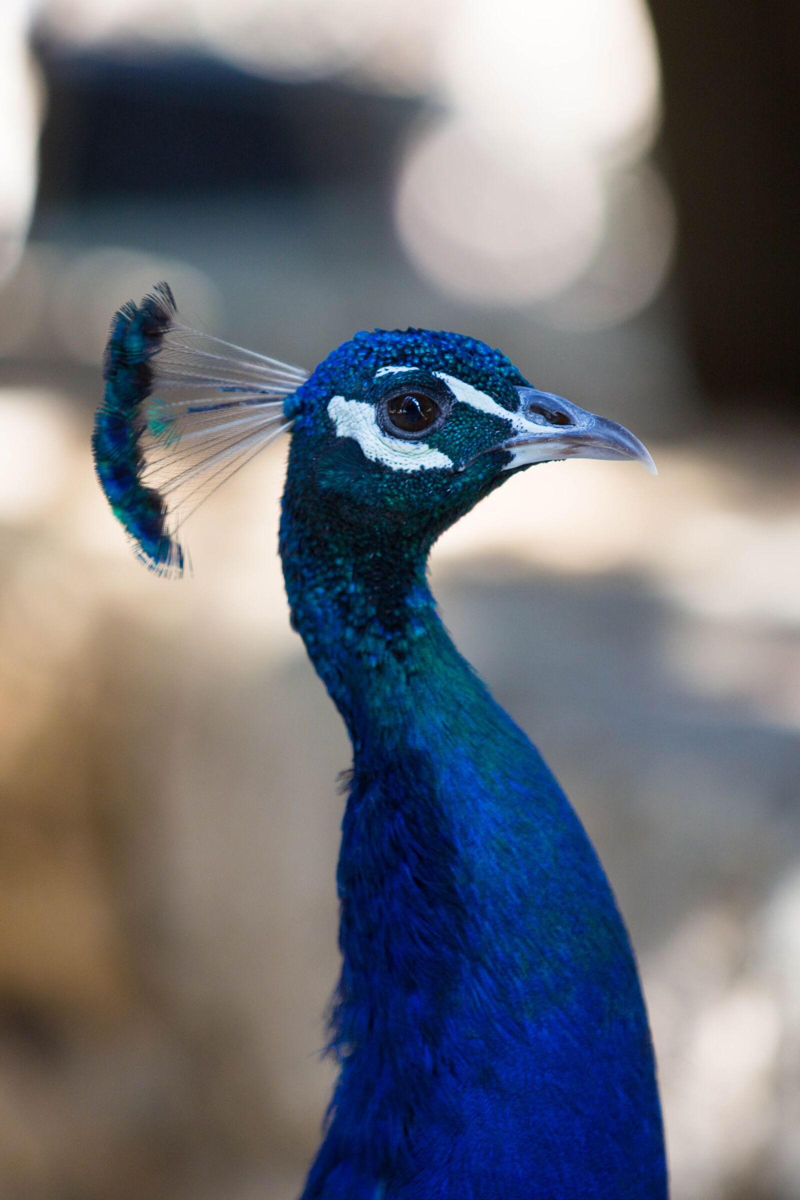 Canon EOS 5D Mark III sample photo. Birds, animal life, animals photography
