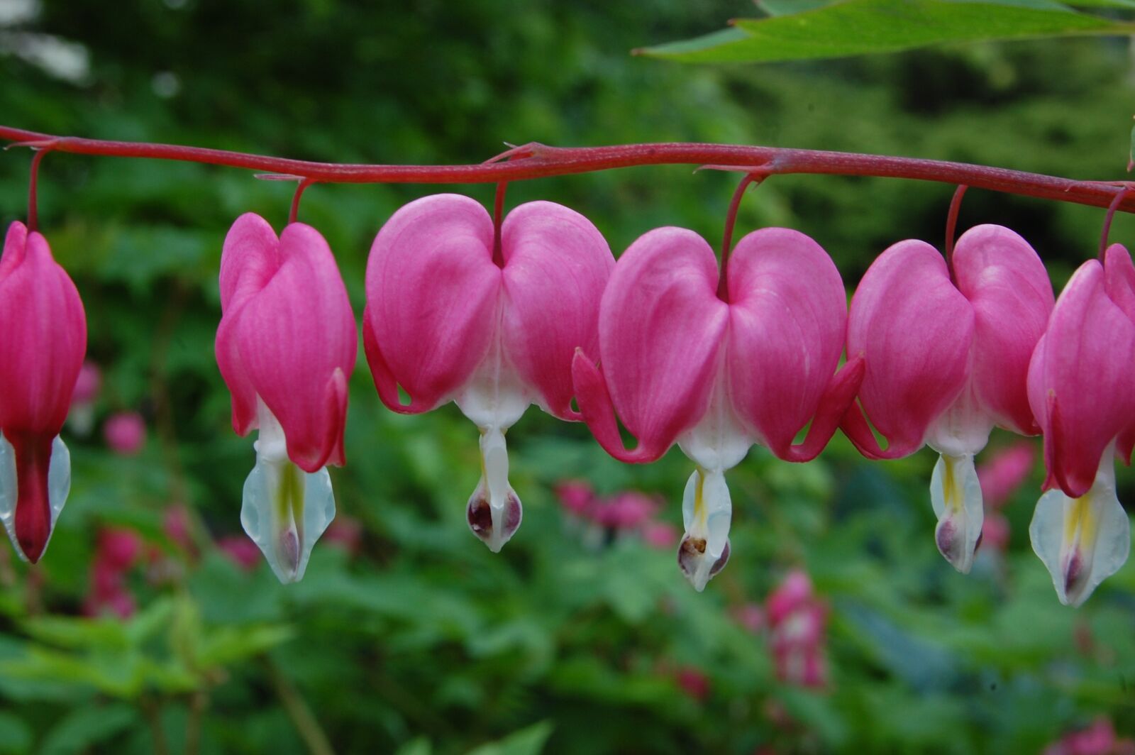 Nikon D40 sample photo. Bleeding hearts, flowers, perennial photography