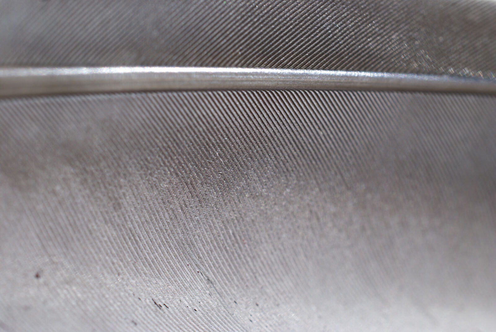 Nikon D40X sample photo. Feather, grey, pigeon photography