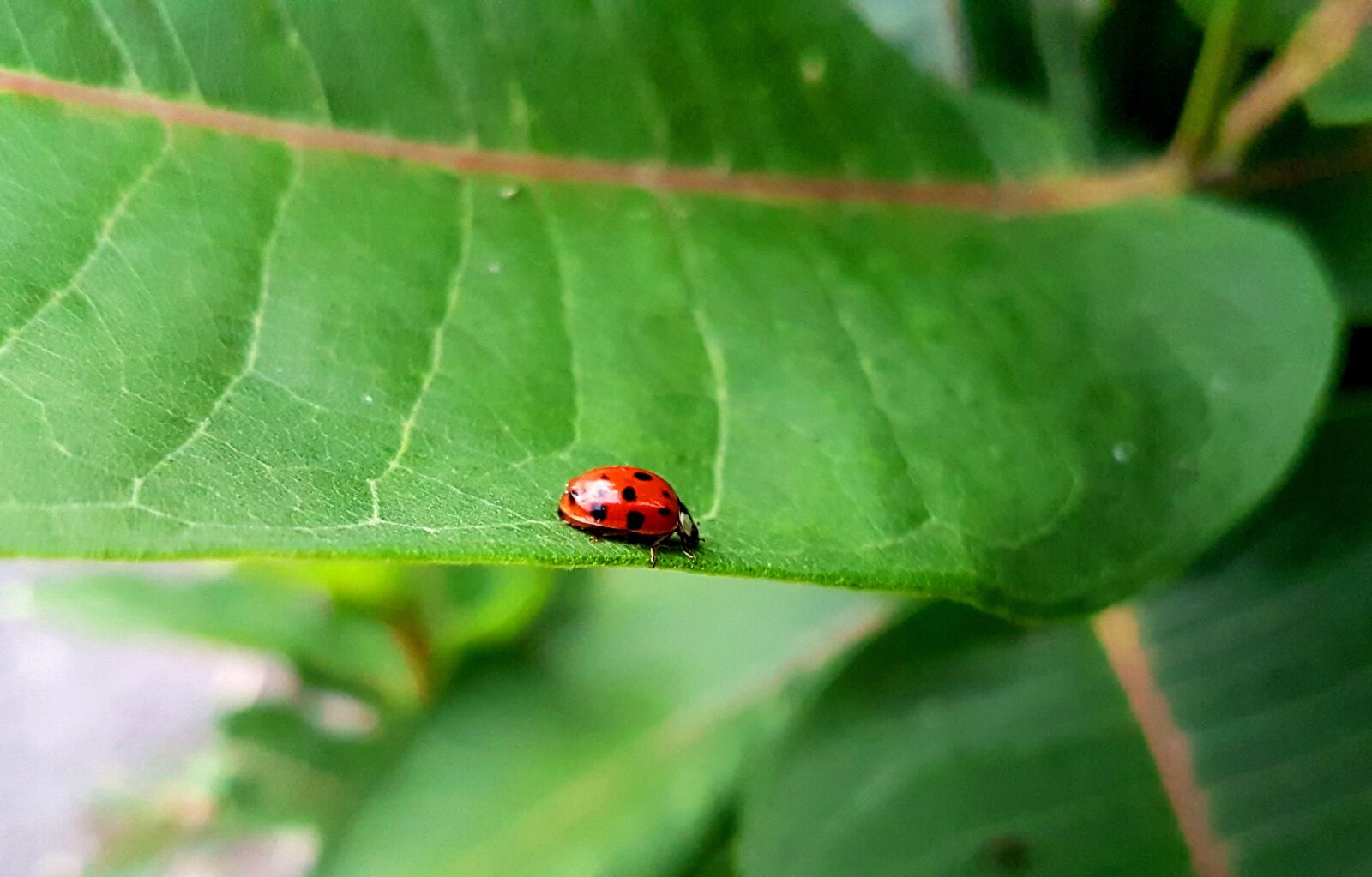 Samsung Galaxy S7 sample photo. Ladybug, insect, beetle photography