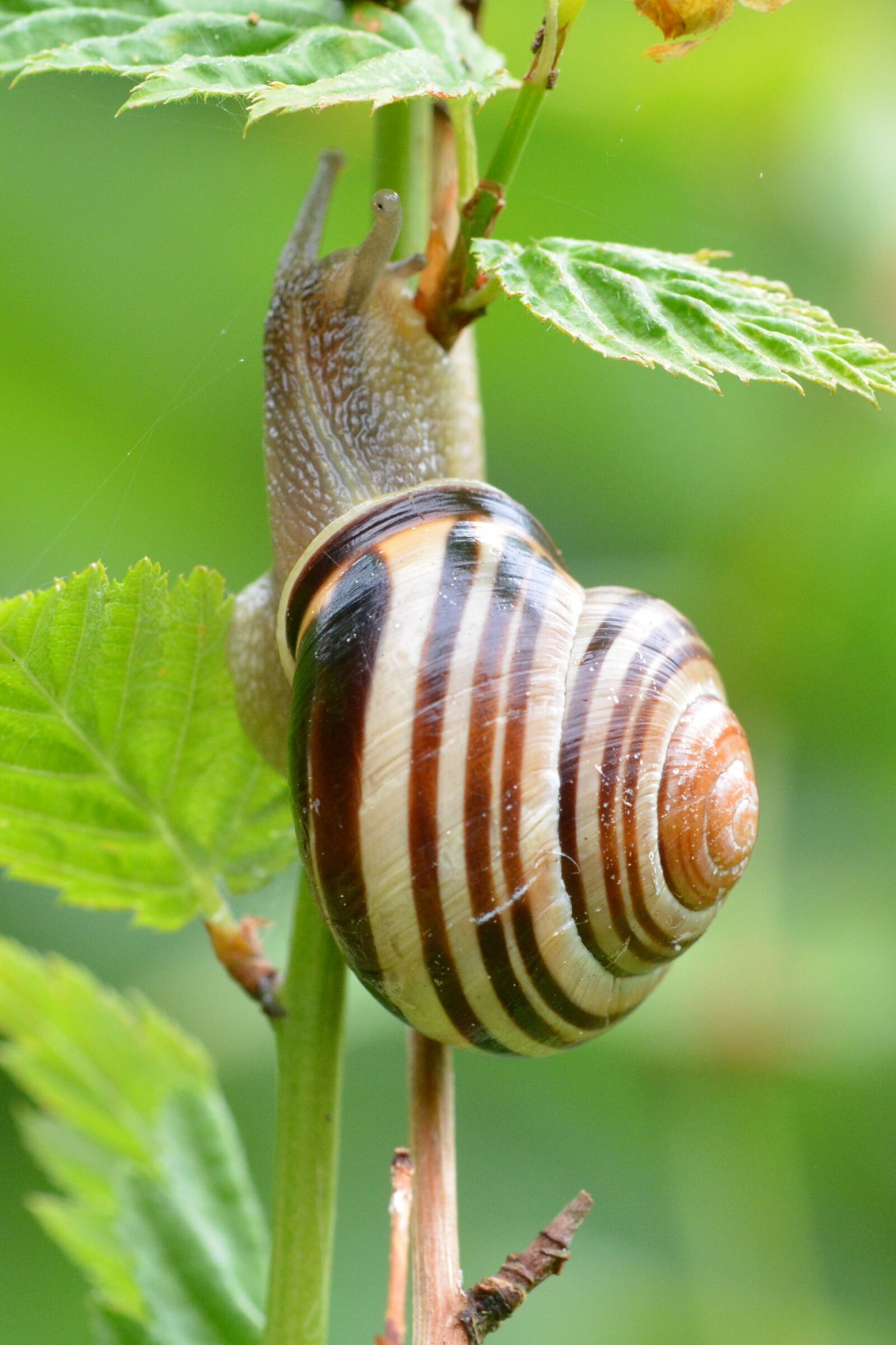 Nikon D5200 sample photo. Snail, macro, close up photography