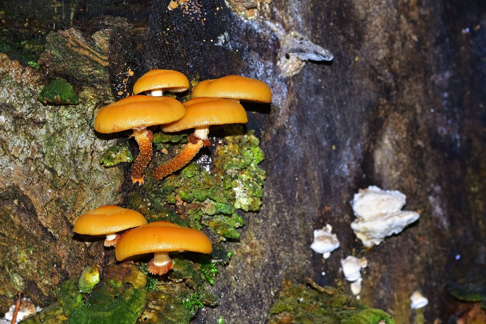Nikon D5200 sample photo. Nature, mushrooms, tree stump photography