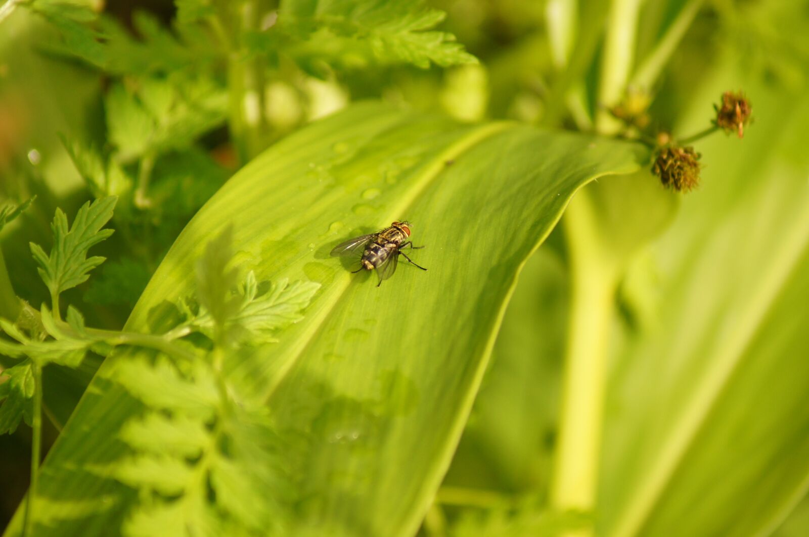 Sony SLT-A55 (SLT-A55V) sample photo. Nature, insects, cocora photography