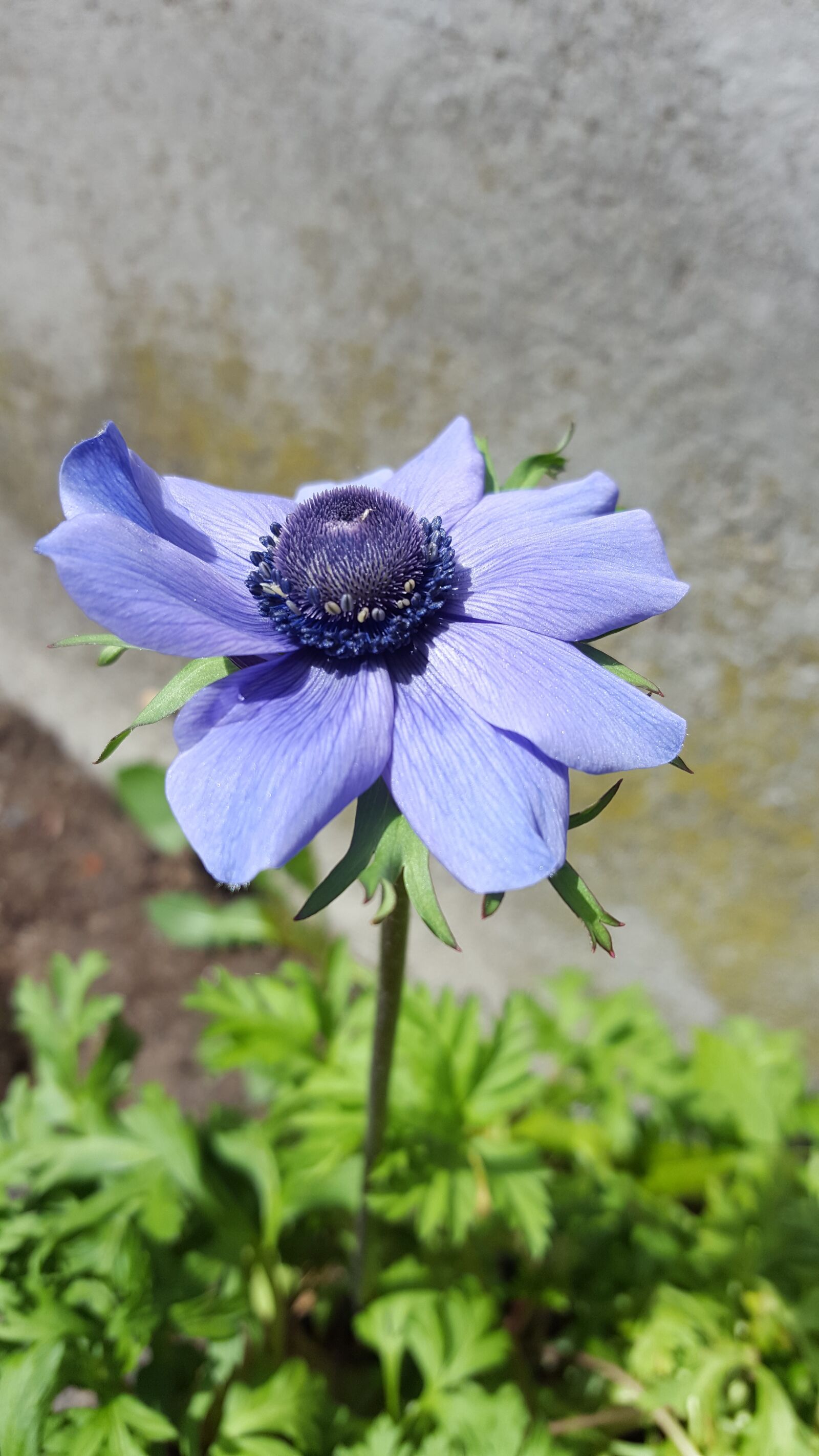 Samsung Galaxy S6 sample photo. Anemone, flower, blue photography