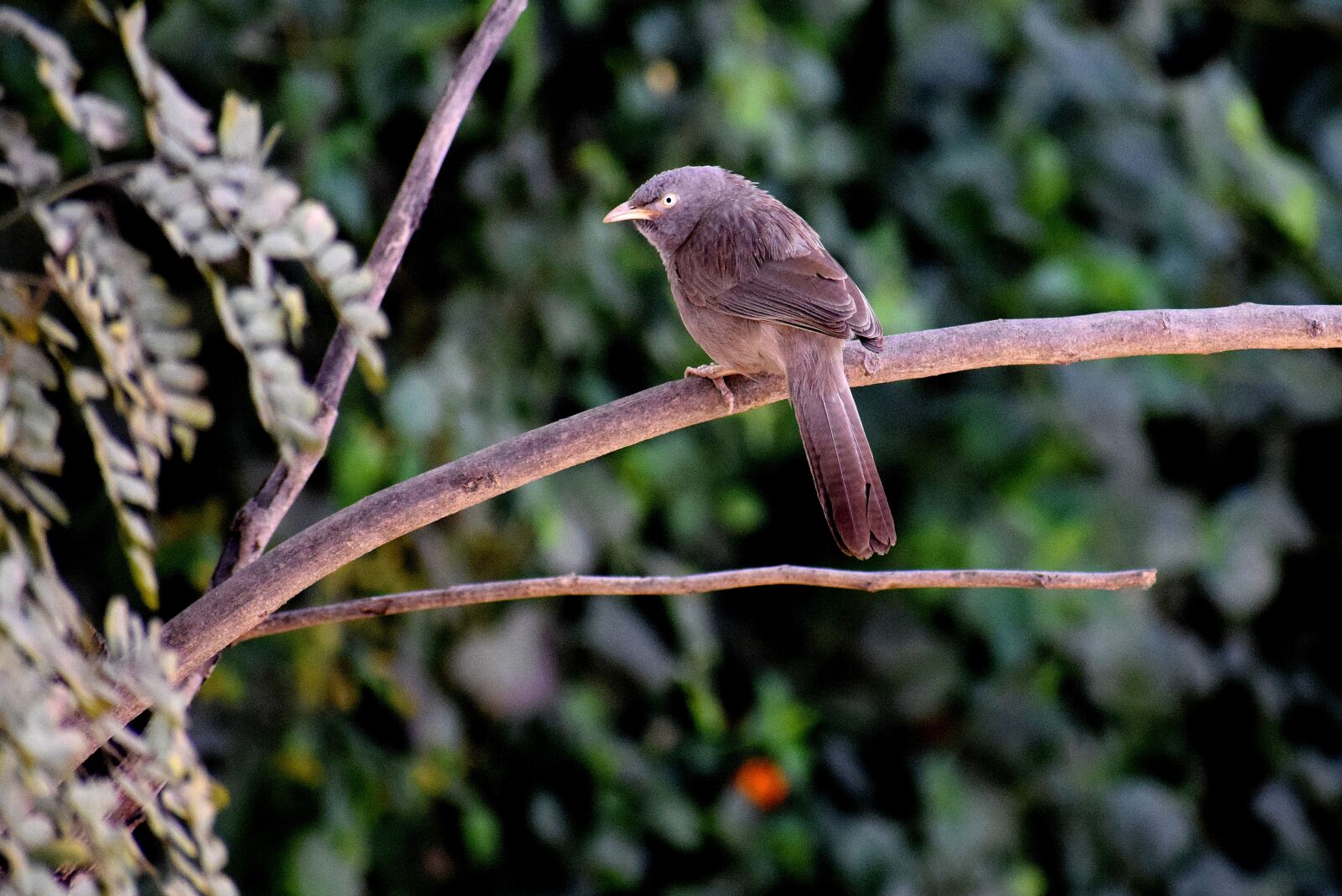 Nikon D3300 sample photo. Nature, bird, wildlife photography