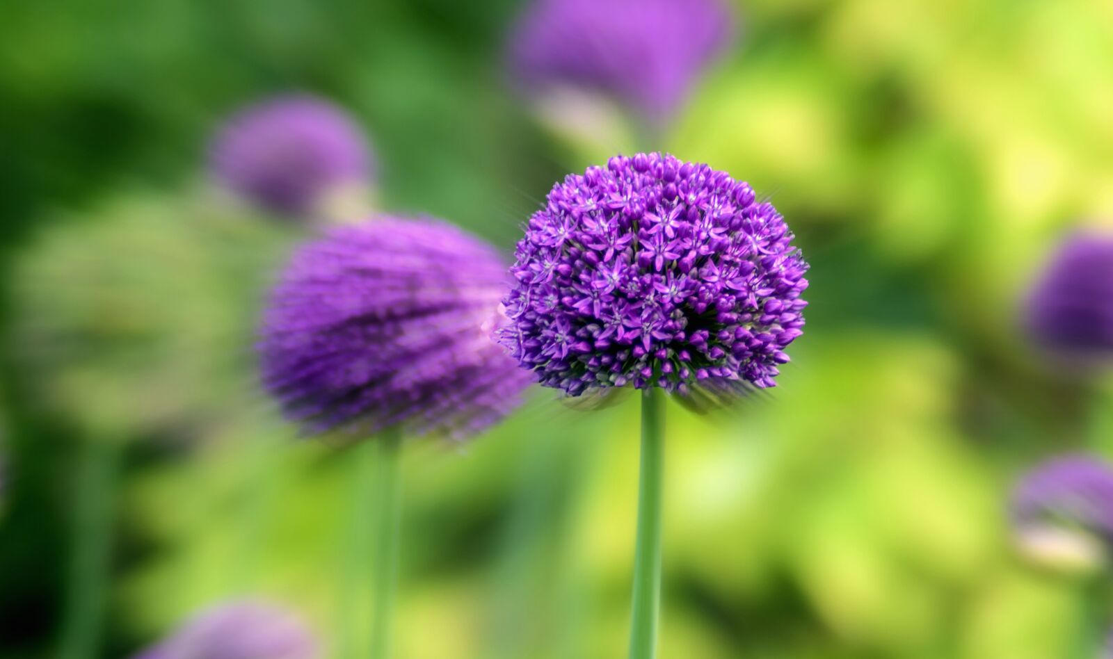 Nikon D5300 sample photo. Petals, plant, bloom, flower photography