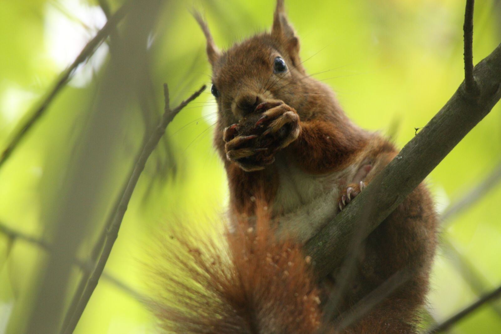 Canon EOS 40D sample photo. Squirrel, nature, rhone photography