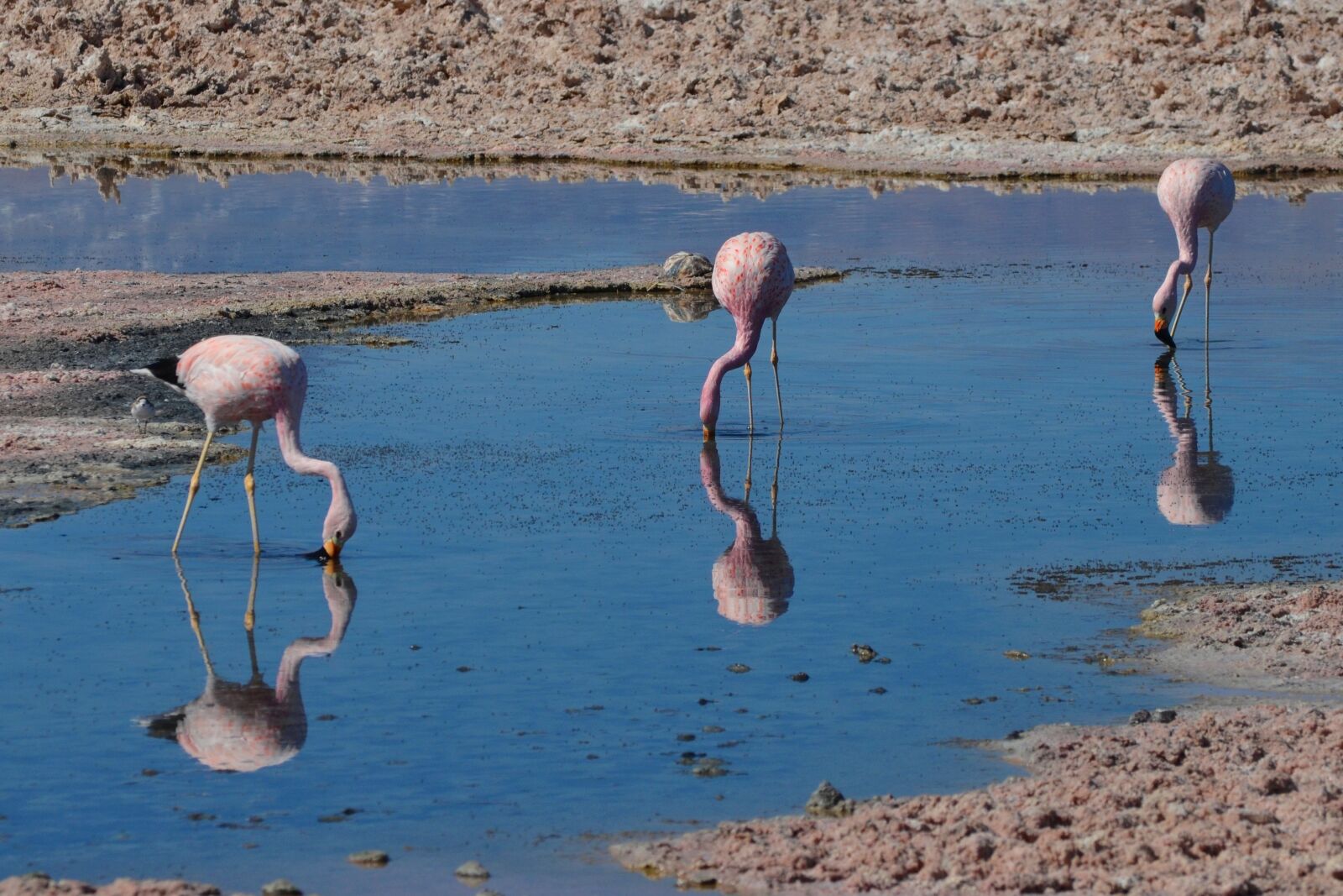 Nikon D5100 sample photo. Atacama, chile, flemish photography