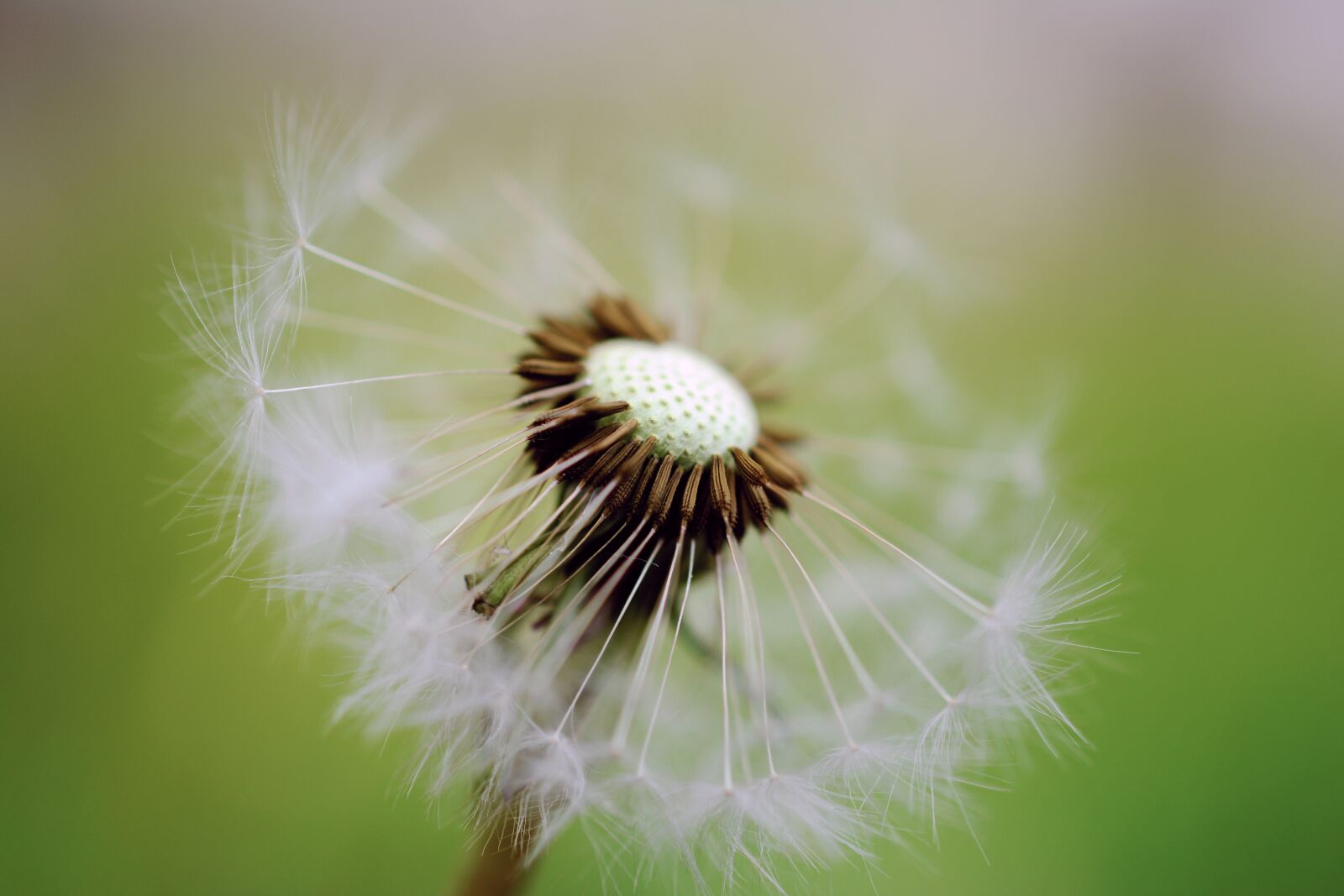 Nikon D5200 sample photo. Dandelion, pappus, seeds photography