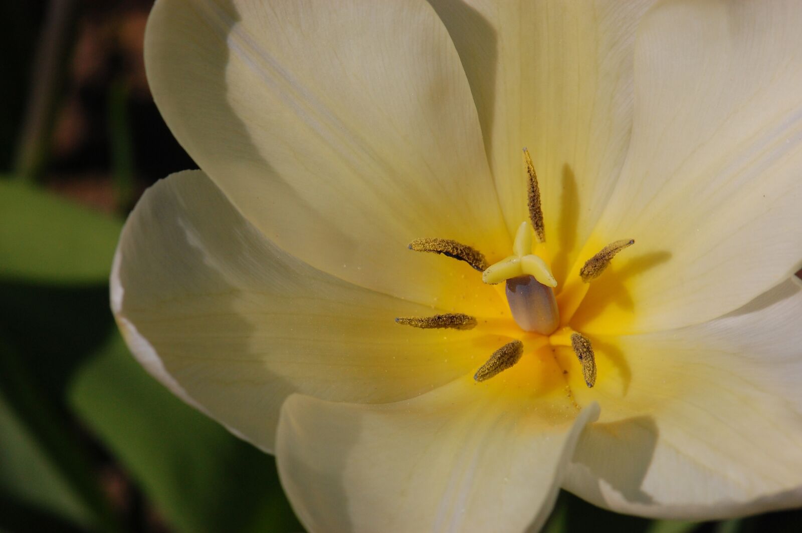 Nikon D40 sample photo. Easter, tulip, spring photography