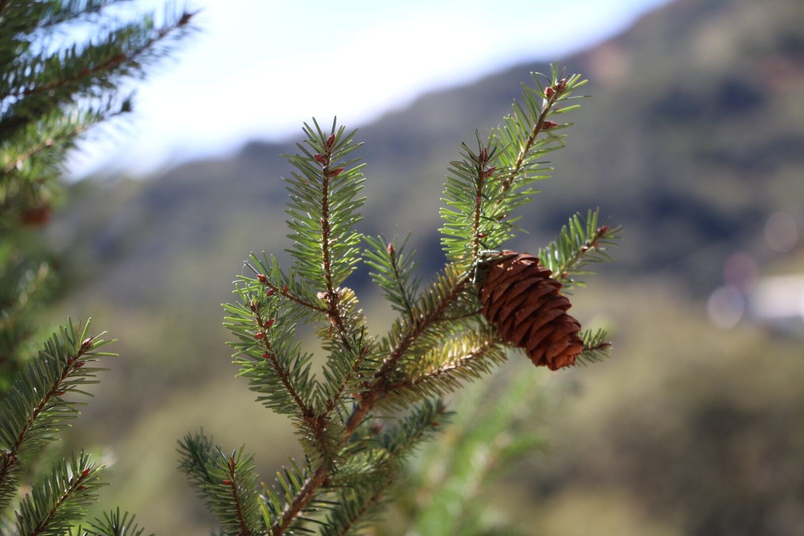 Canon EOS 70D sample photo. Trail, hiking, path photography
