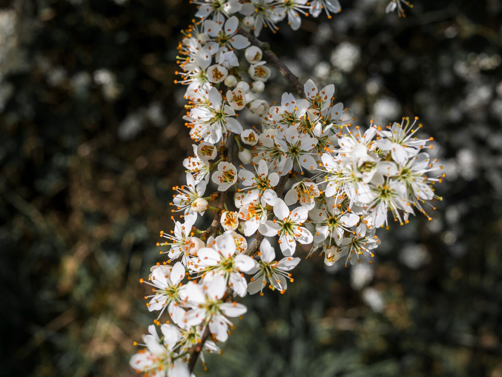 Panasonic Lumix G 20mm F1.7 ASPH sample photo. Flowers, branch, flowering twig photography