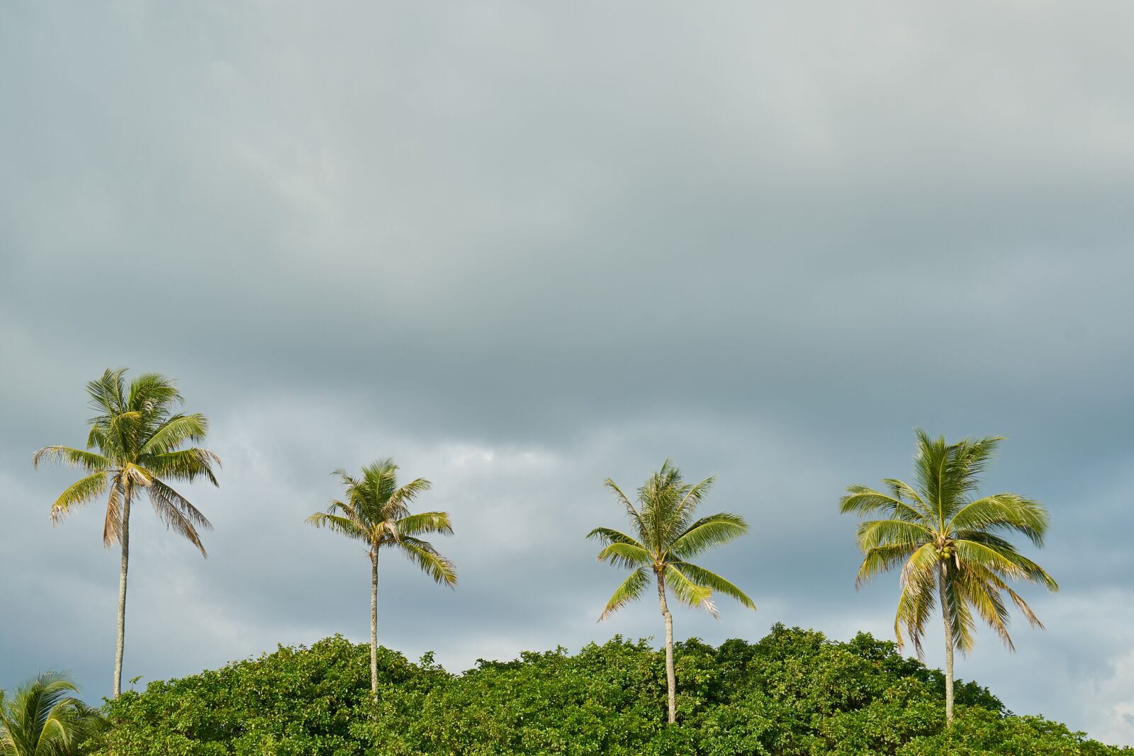 Sony a7R II sample photo. Beach, marine, nature photography