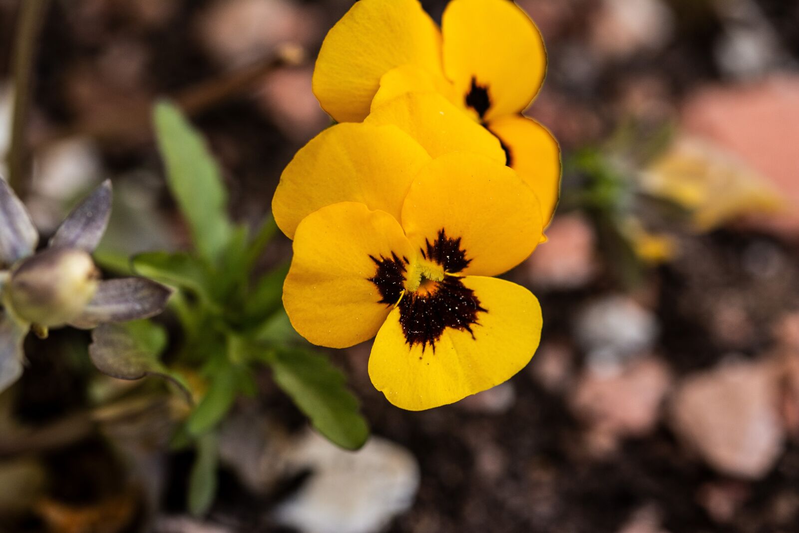 Nikon D7100 sample photo. Flower, sirôtka, yellow photography