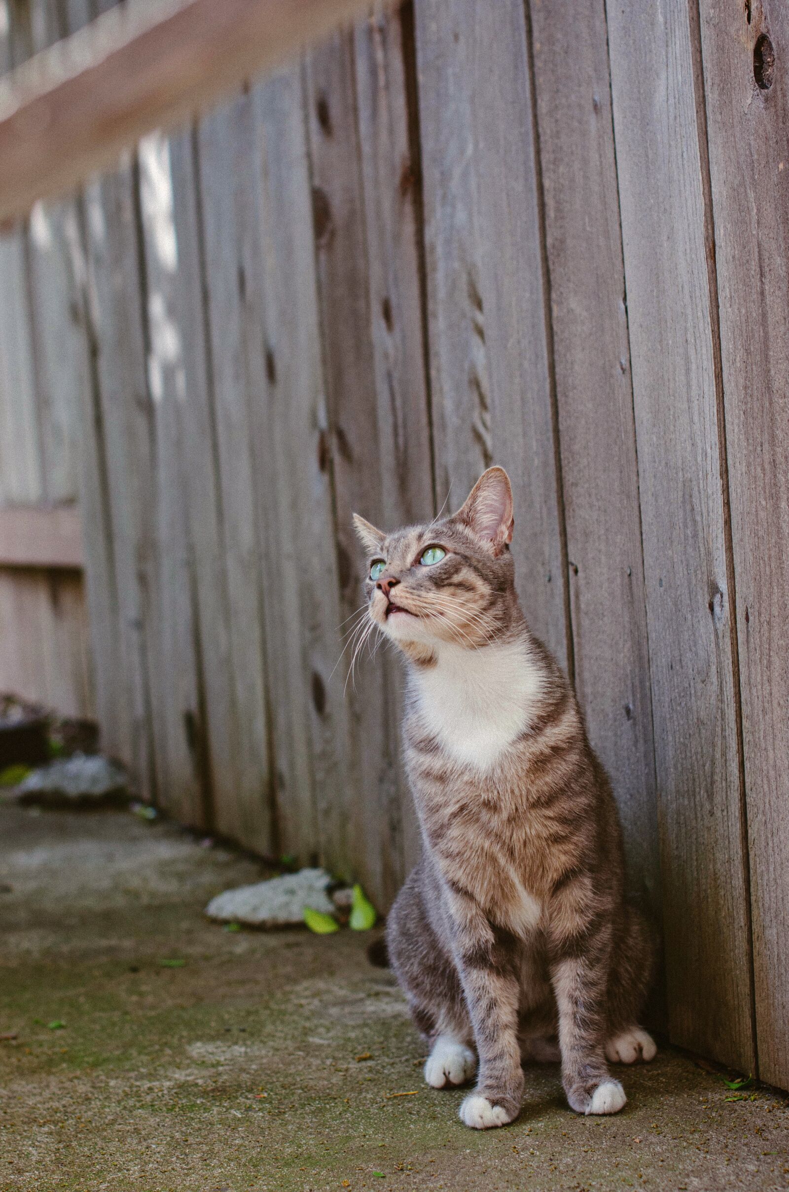 Nikon D7000 sample photo. Cat, fence, pet photography