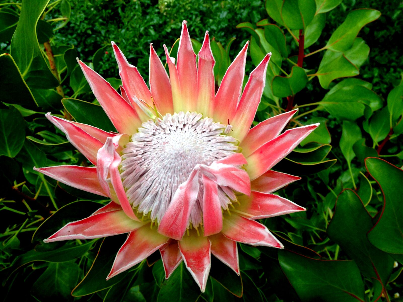 Apple iPhone 5c sample photo. Colourful, garden, native, flower photography