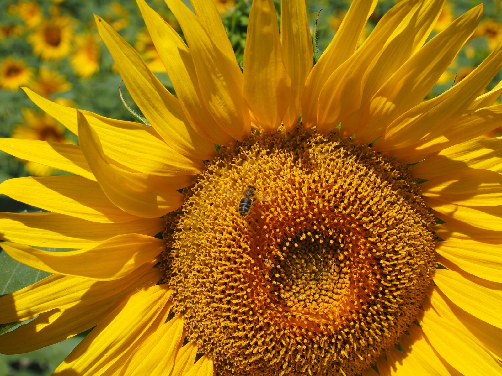 Olympus OM-D E-M1 + Olympus M.Zuiko Digital ED 12-40mm F2.8 Pro sample photo. Sunflower, bee, blossom photography