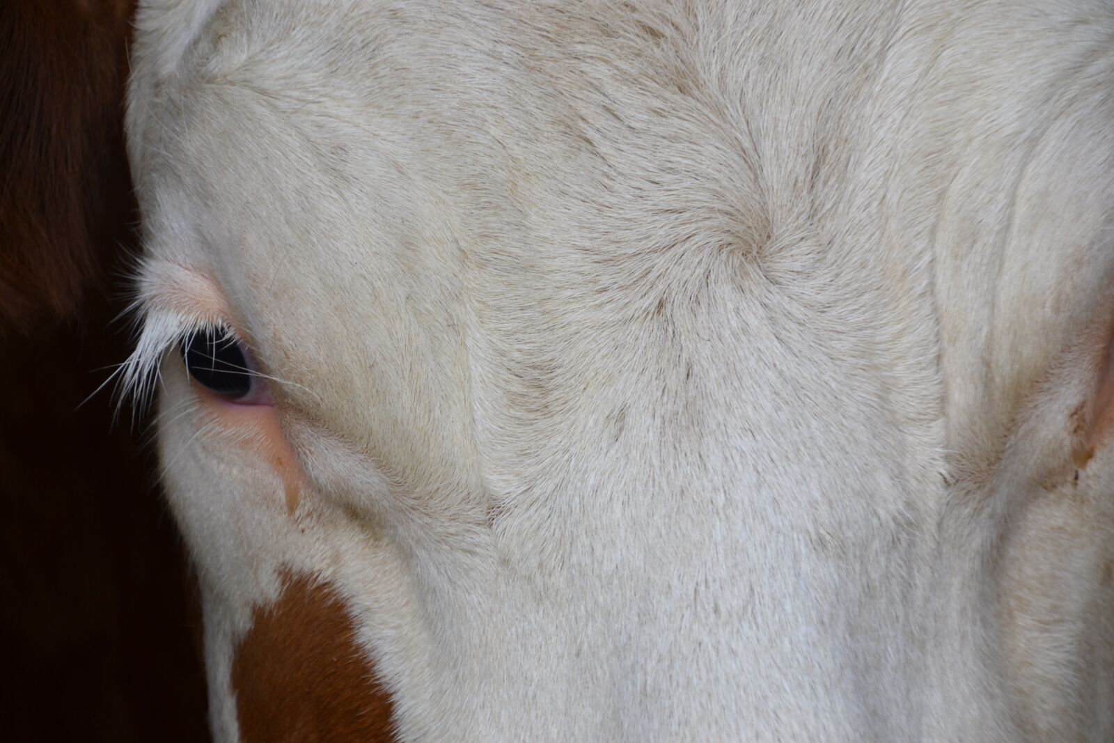 Nikon D3100 sample photo. Cow, head, eye photography