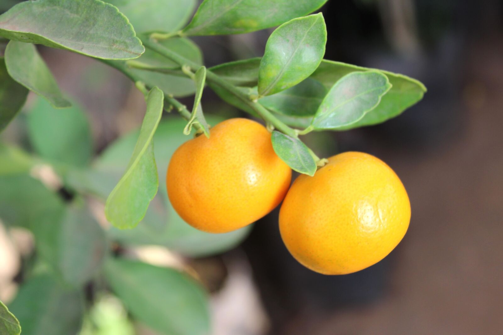 Canon EOS 600D (Rebel EOS T3i / EOS Kiss X5) sample photo. Orange, fruit, plant, citrus photography