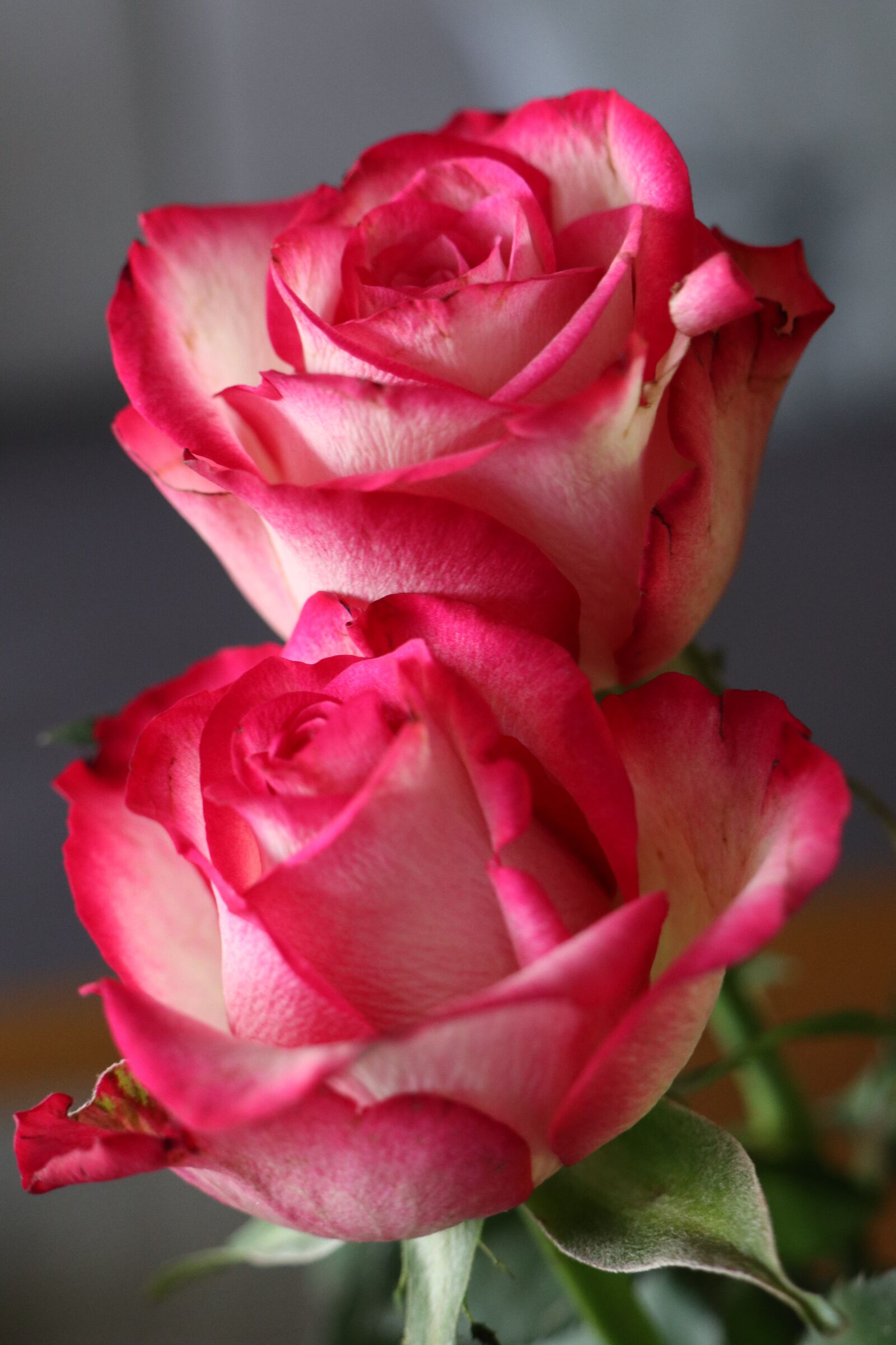 Canon EOS M6 sample photo. Flowers, roses, pink photography