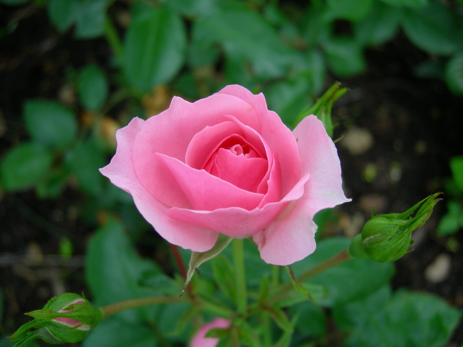 Nikon COOLPIX P2 sample photo. Rose, flower, summer photography