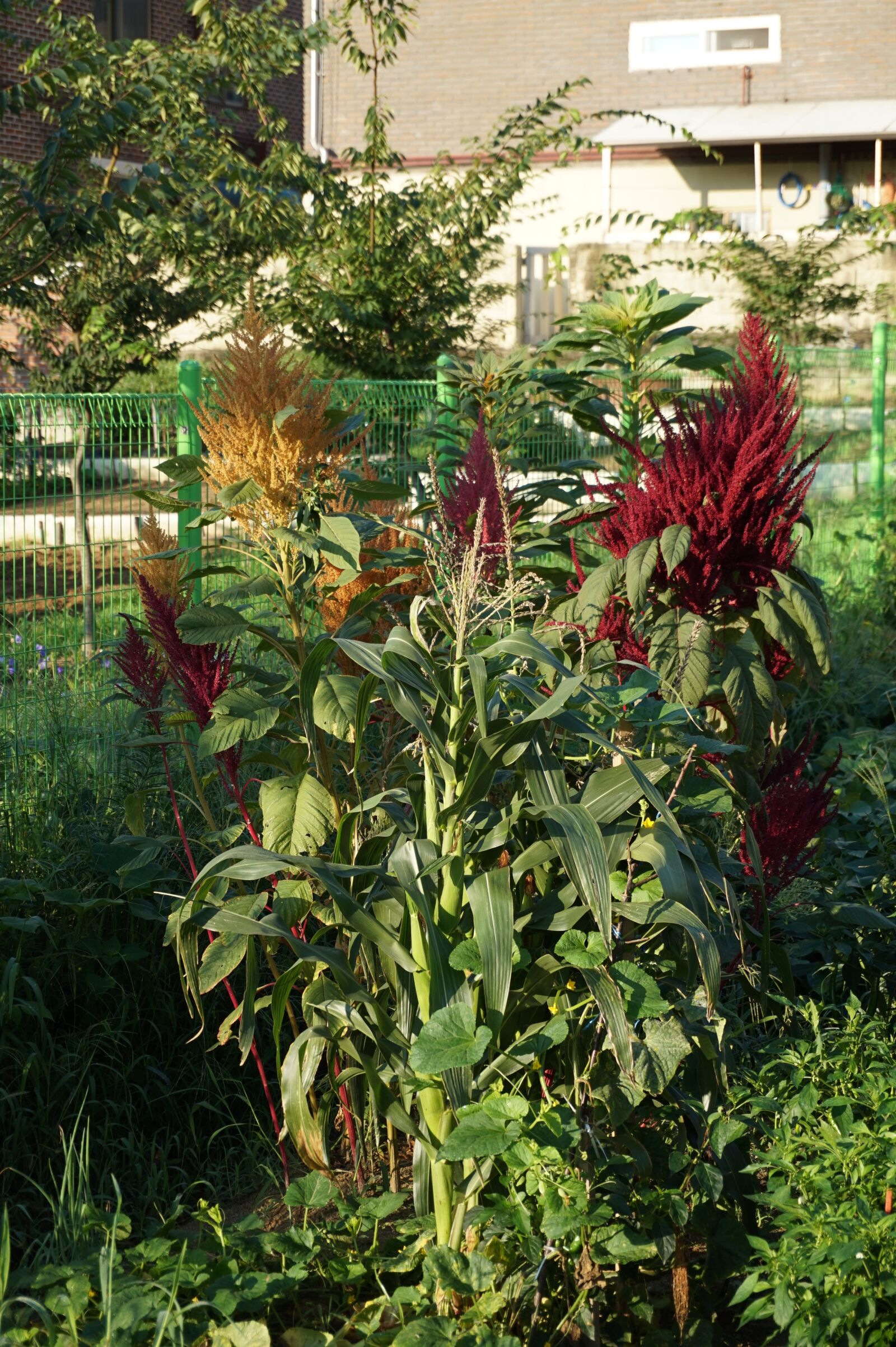 Sony Alpha a5000 (ILCE 5000) sample photo. Flowers, nature, red flower photography