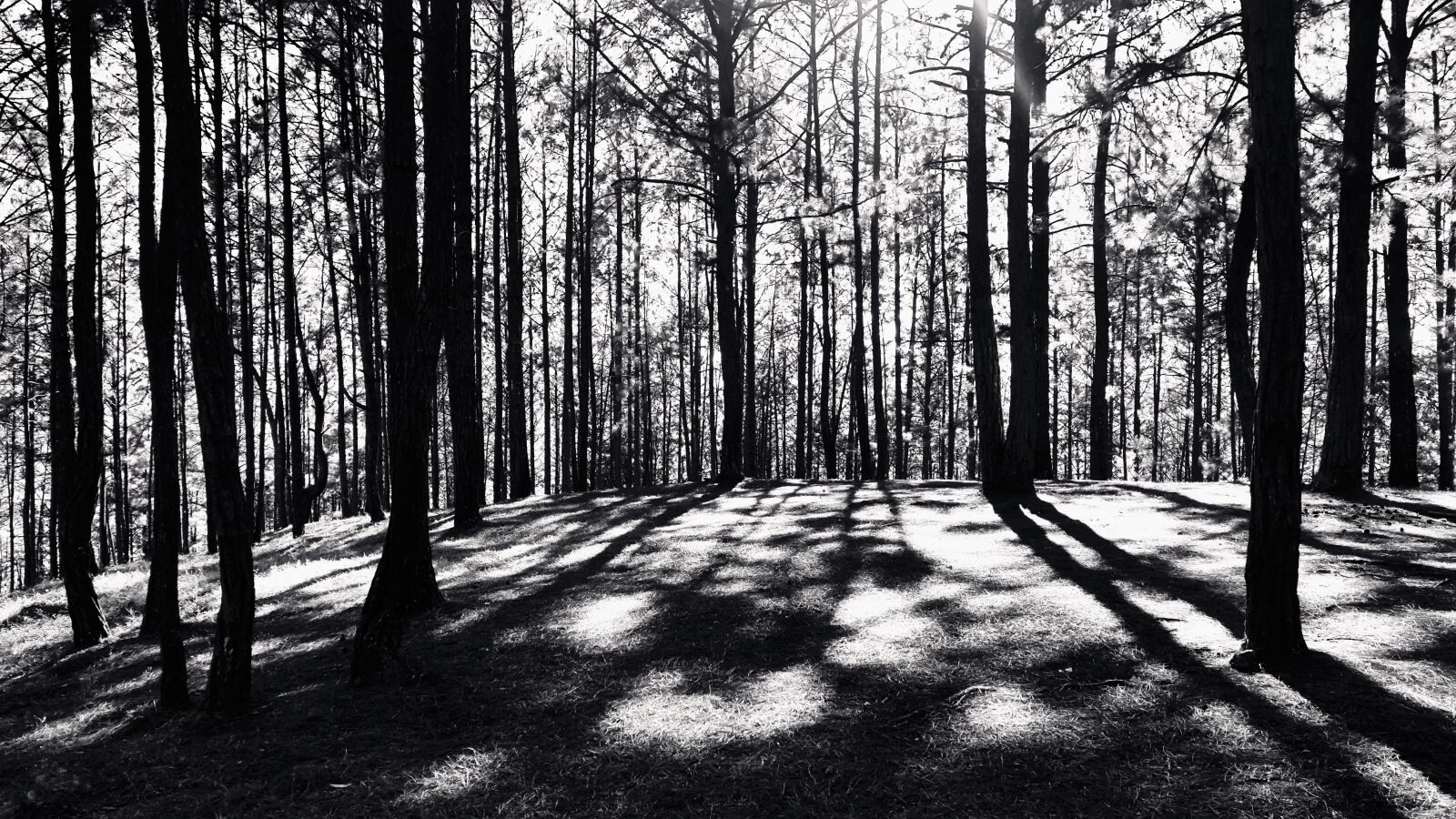 Samsung Galaxy S5 sample photo. Black, and, white, field photography