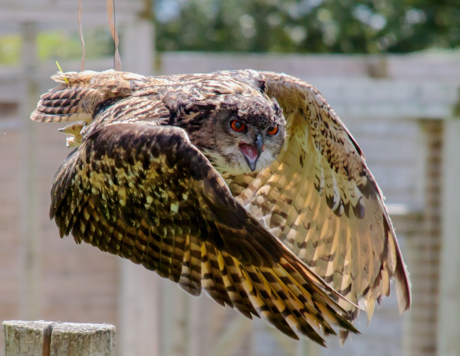 Canon EOS 7D Mark II sample photo. Eagle owl, eurasian, owl photography