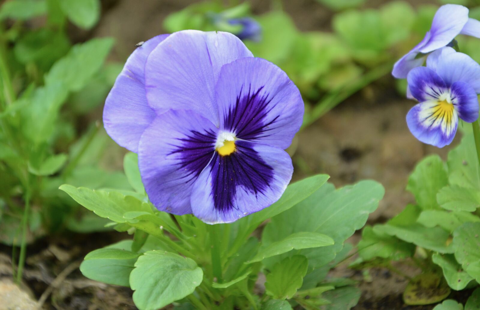Nikon D5200 sample photo. Flowers, thought blue violet photography