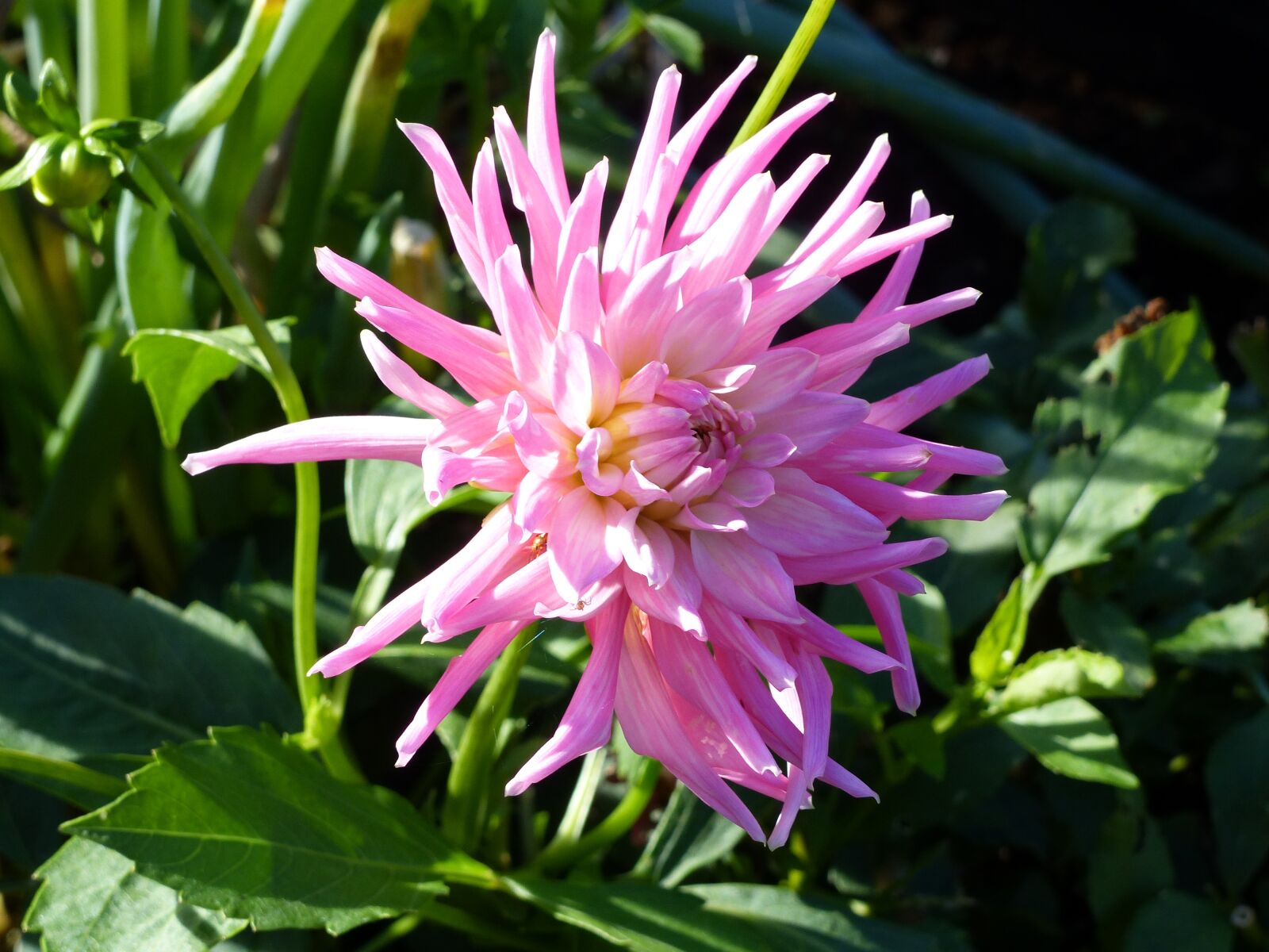 Panasonic Lumix DMC-FZ200 sample photo. Dahlia, pink, flower photography