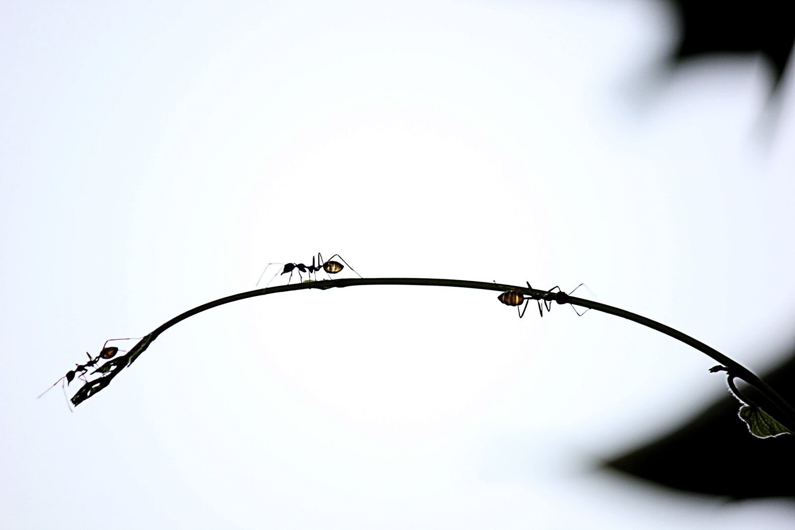 Canon EOS 550D (EOS Rebel T2i / EOS Kiss X4) sample photo. Ants, red ant, climb photography