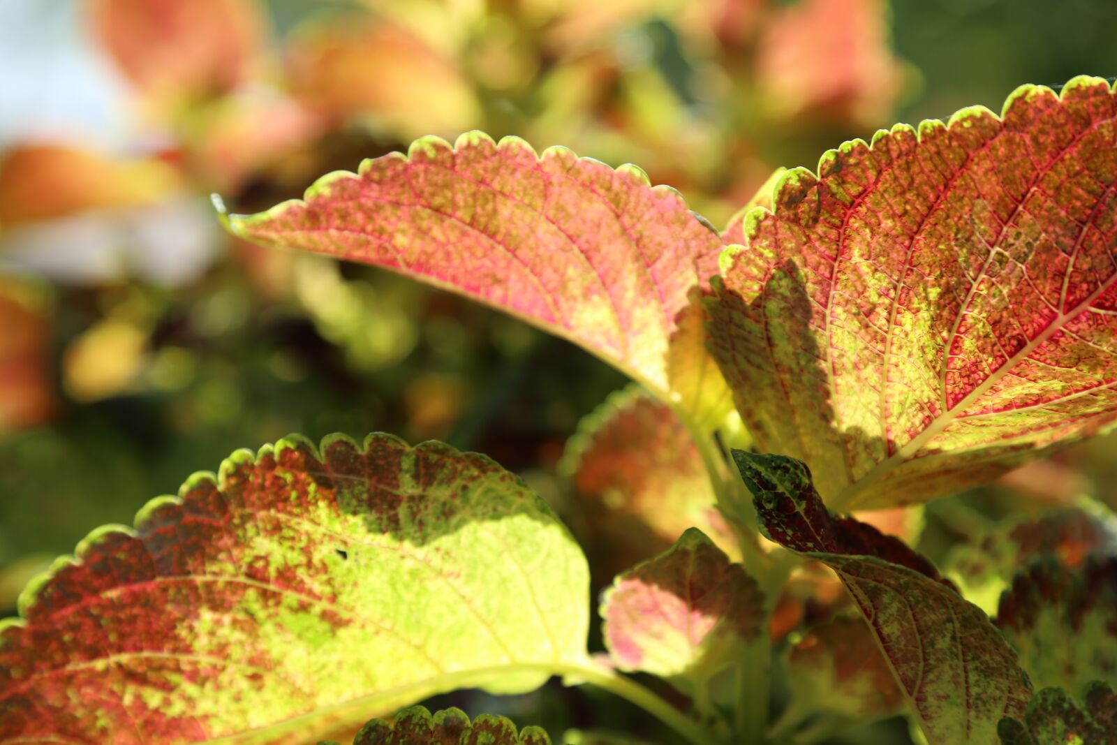 Canon EOS 6D + Canon EF 24-105mm F4L IS USM sample photo. Leaf, the leaves, nature photography