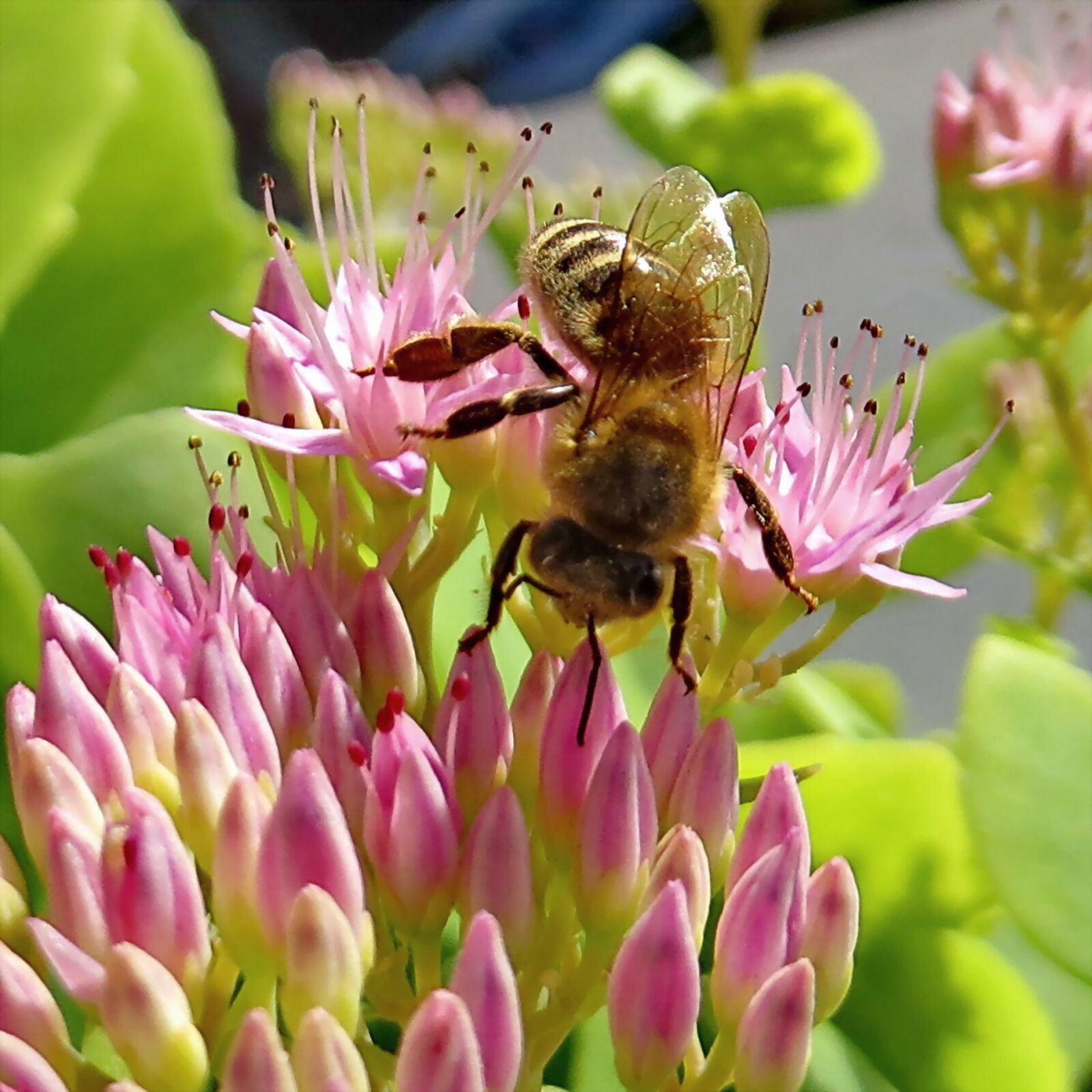 Canon PowerShot SX260 HS sample photo. Bee, insects, nature photography