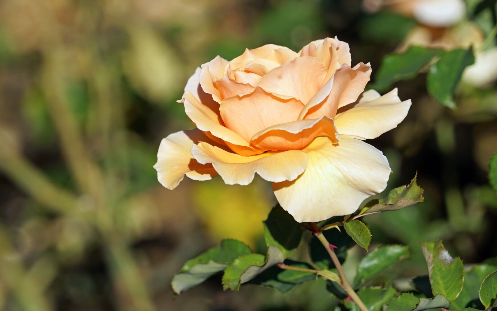 Sony a7 + Sony FE 24-240mm F3.5-6.3 OSS sample photo. Rose, bloom, yellow photography