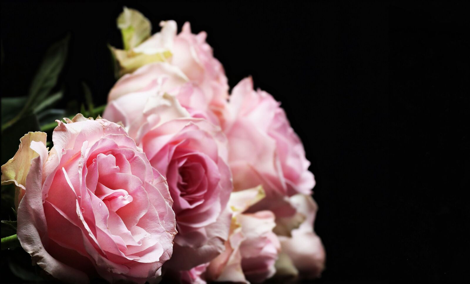 Canon EOS 550D (EOS Rebel T2i / EOS Kiss X4) sample photo. Flower, rose, beautiful, leaf photography