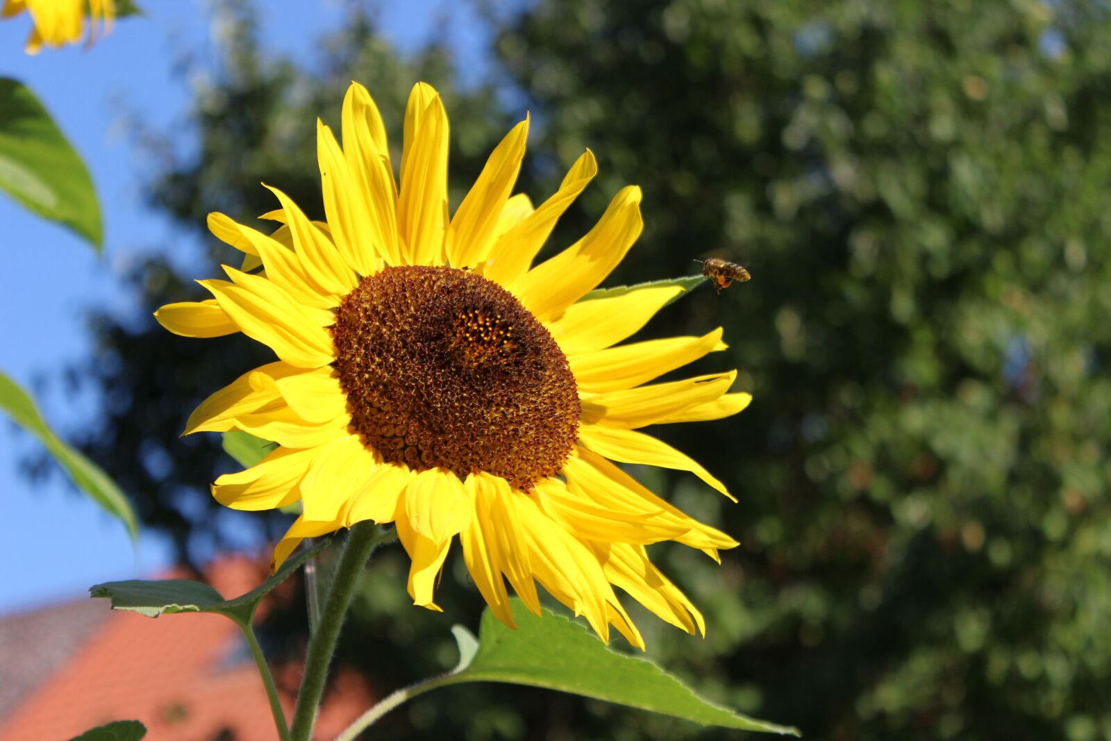 Canon EOS 600D (Rebel EOS T3i / EOS Kiss X5) sample photo. Sunflower, blossom, bloom photography