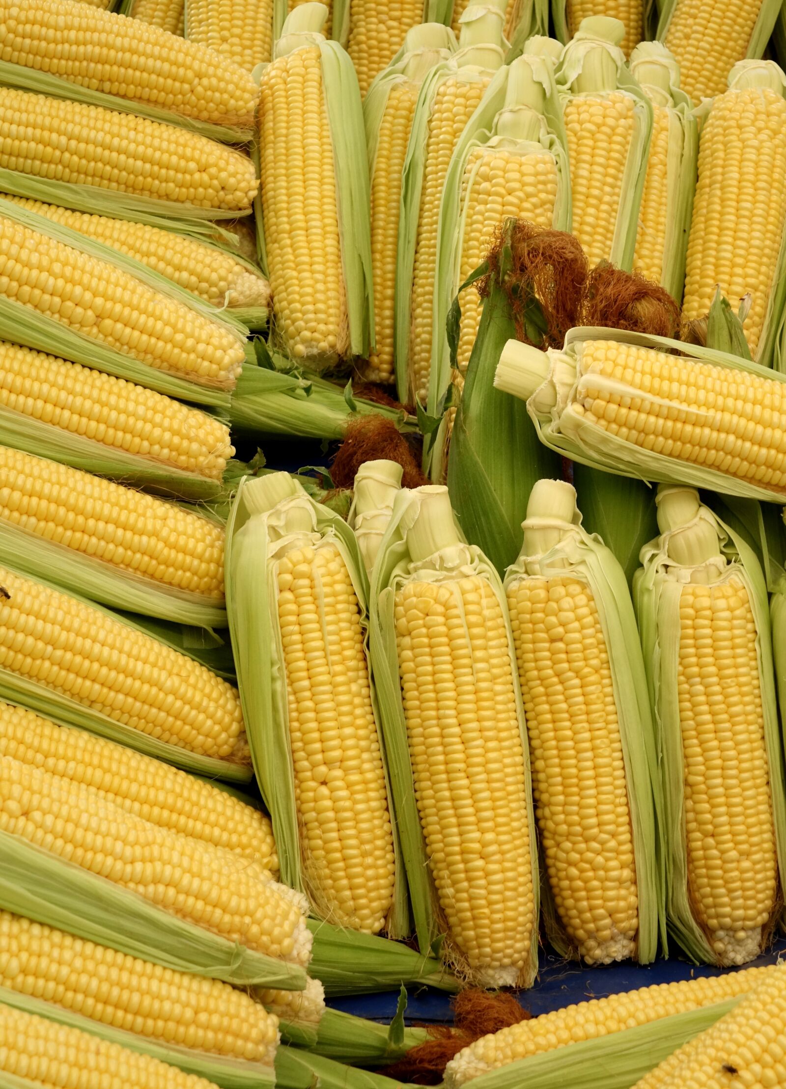 Sony Cyber-shot DSC-RX10 sample photo. Corn, corn on the photography