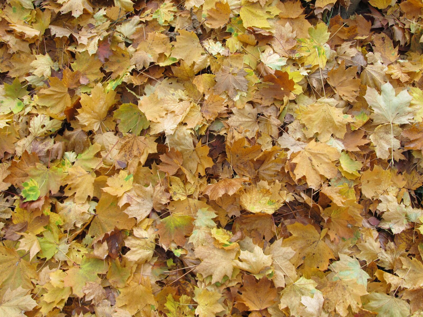 Canon PowerShot SX130 IS sample photo. Autumn, maple, foliage photography