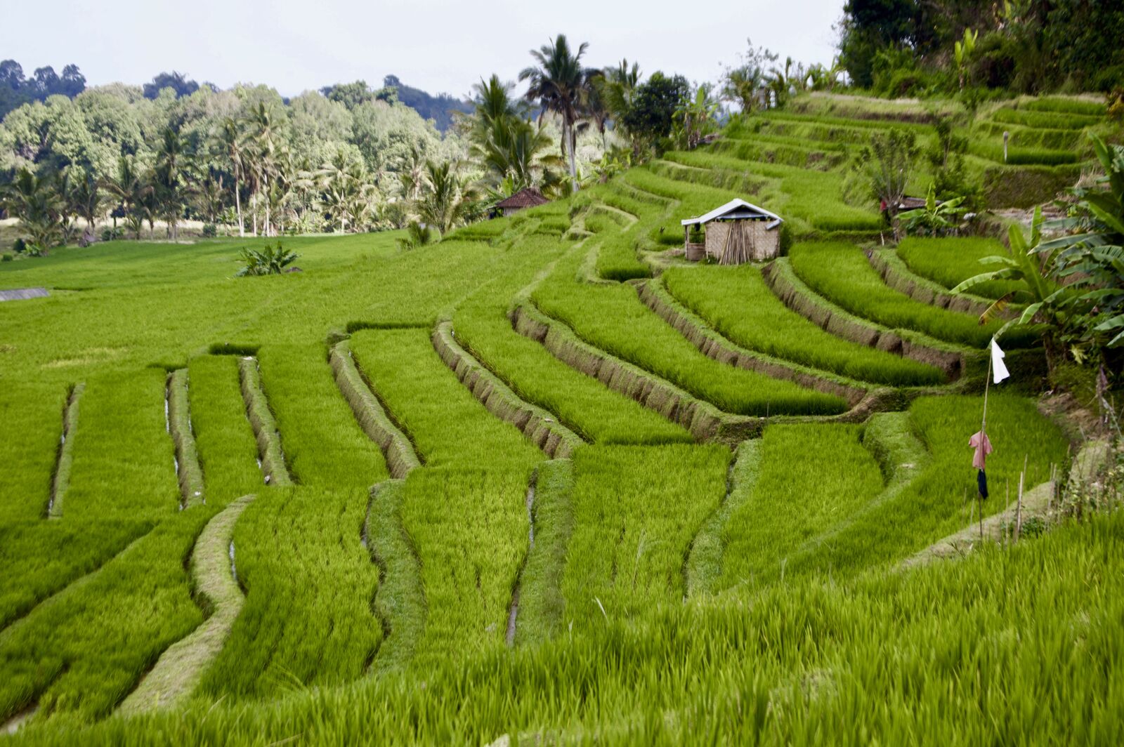 Nikon D3200 sample photo. Rice field, rice, landscape photography
