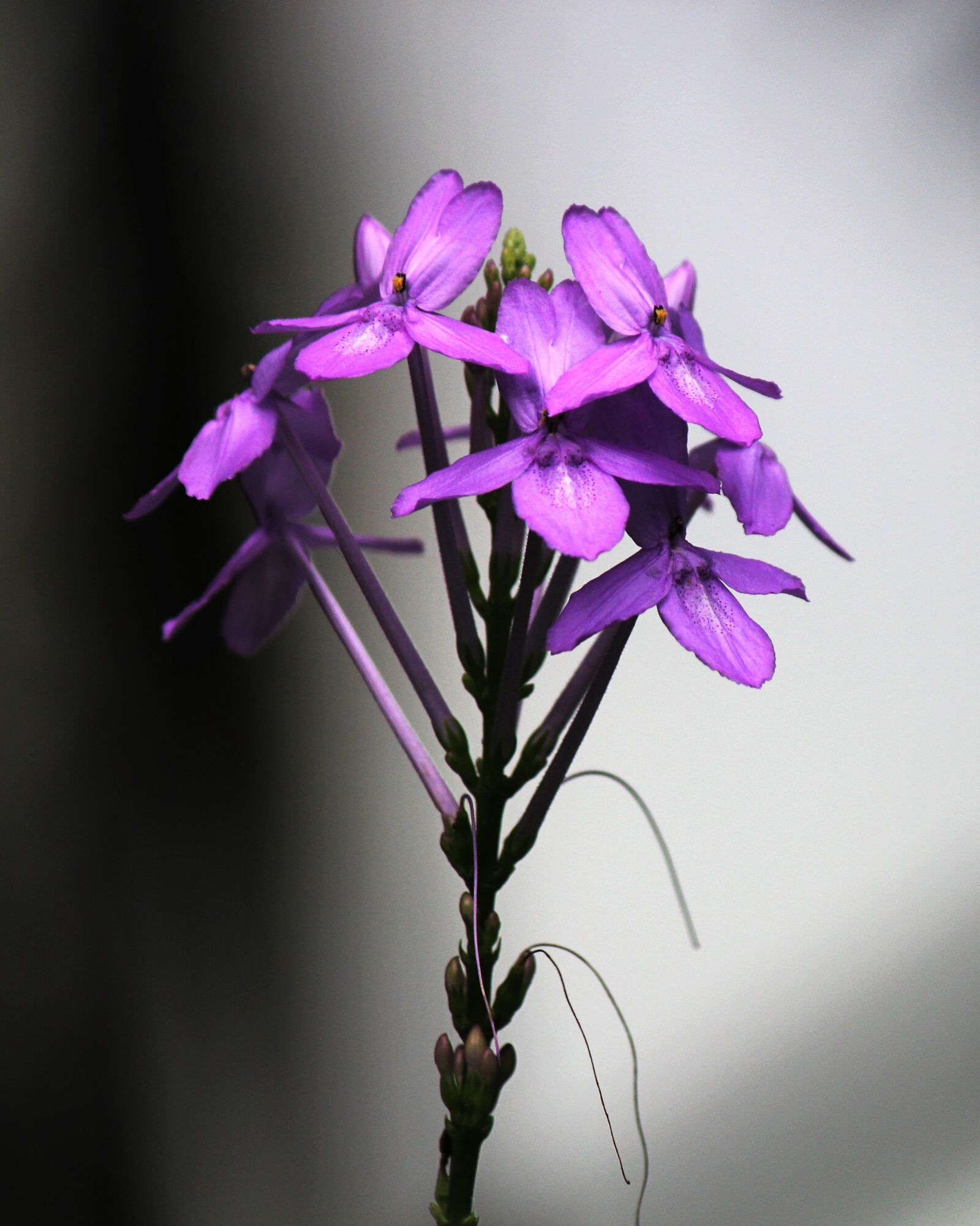 Canon EOS 550D (EOS Rebel T2i / EOS Kiss X4) sample photo. Flower, purple, purple flowers photography