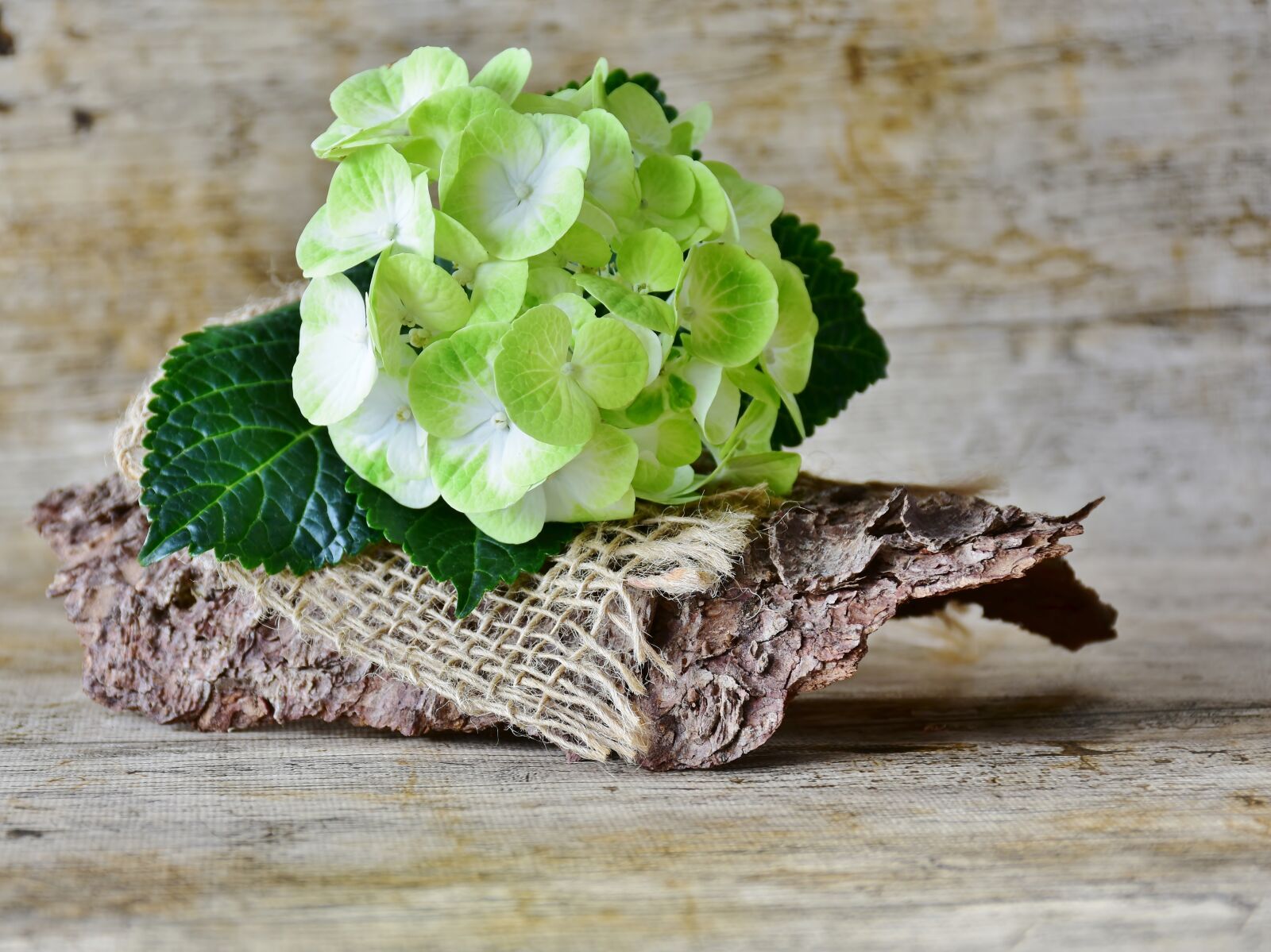 Nikon D7200 sample photo. Hydrangeas, flowers, yellow photography