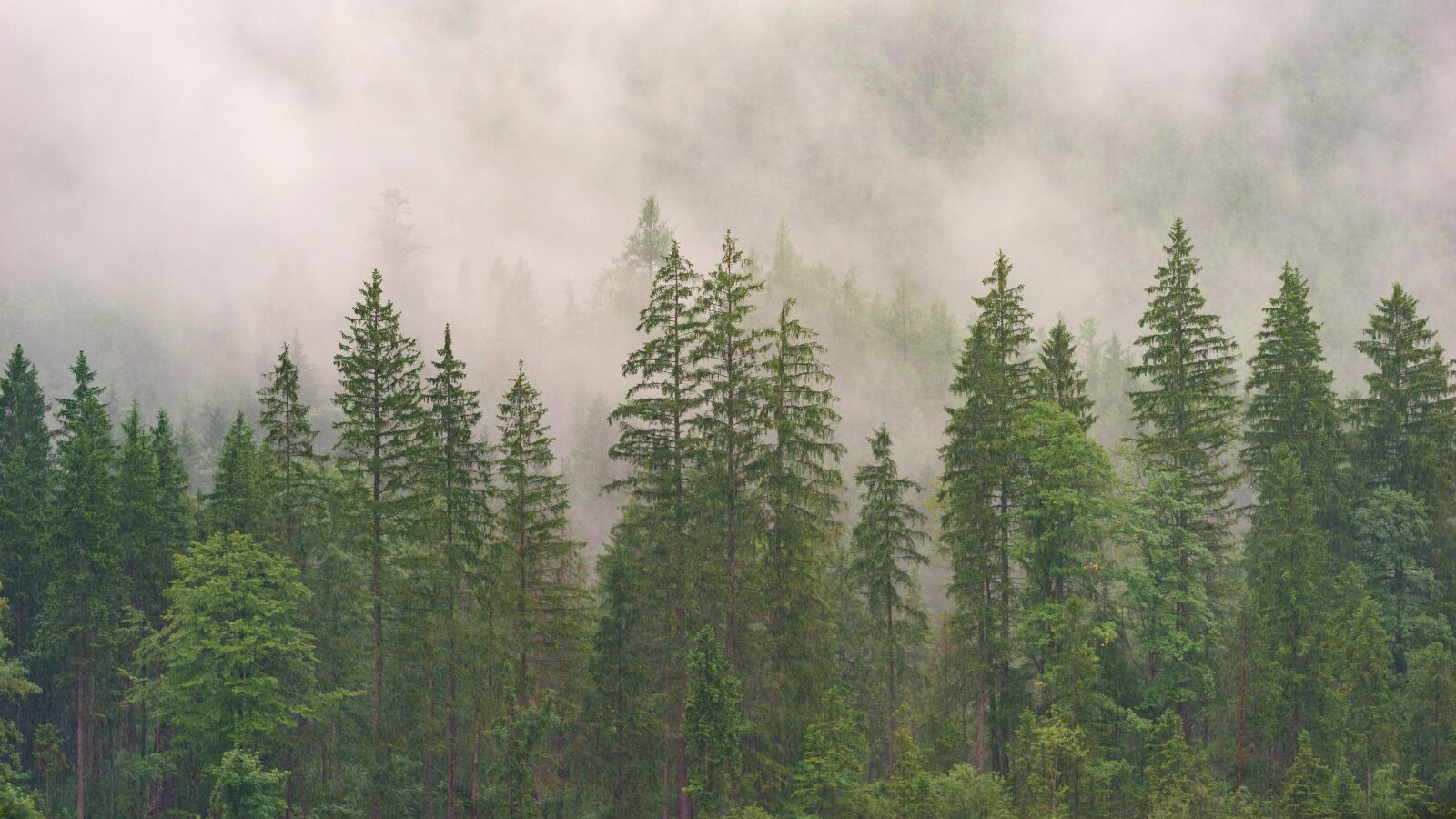 Sony a7 + Sony DT 50mm F1.8 SAM sample photo. Forest, conifers, coniferous forest photography