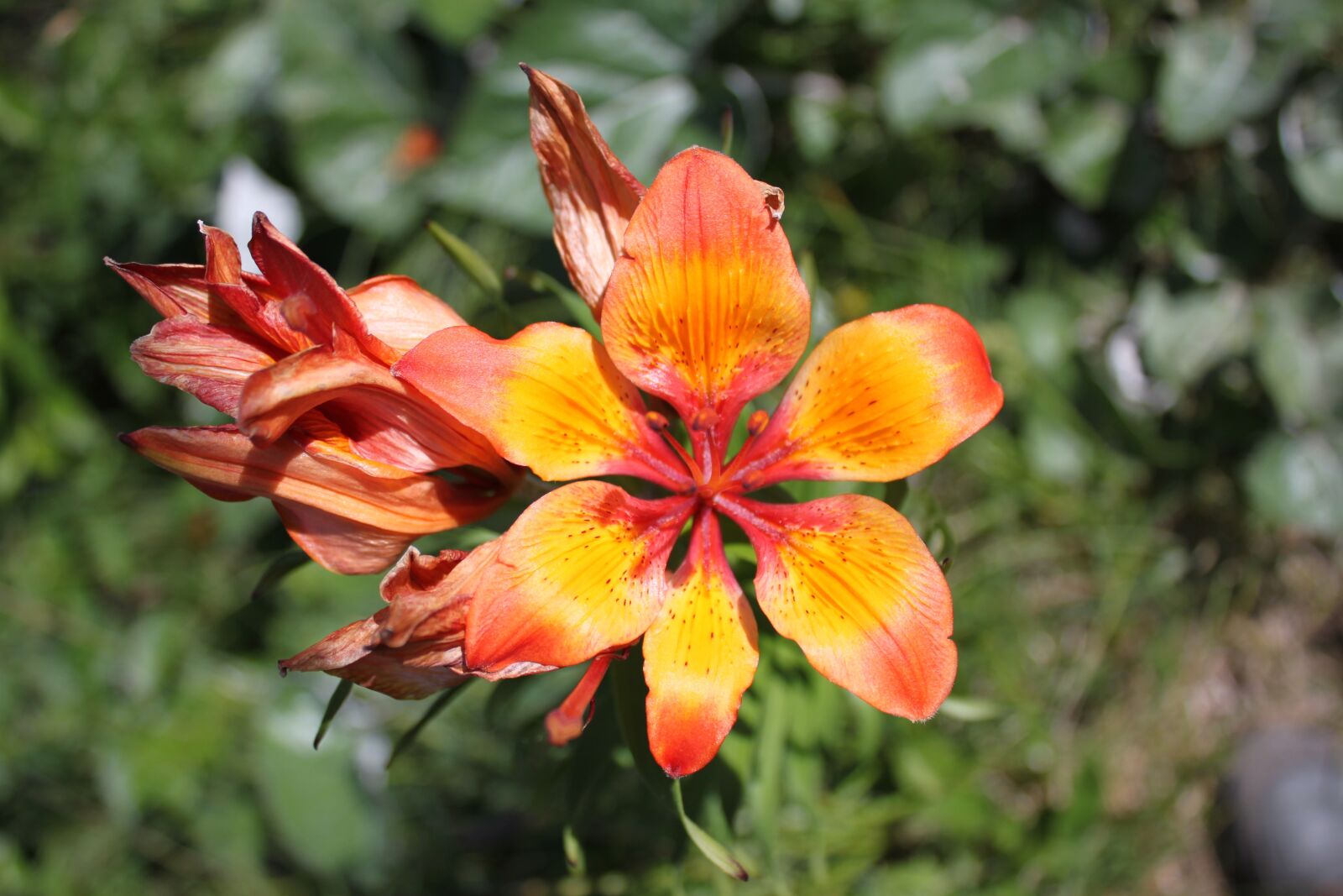 Canon EOS 500D (EOS Rebel T1i / EOS Kiss X3) sample photo. Flower, plant, orange photography