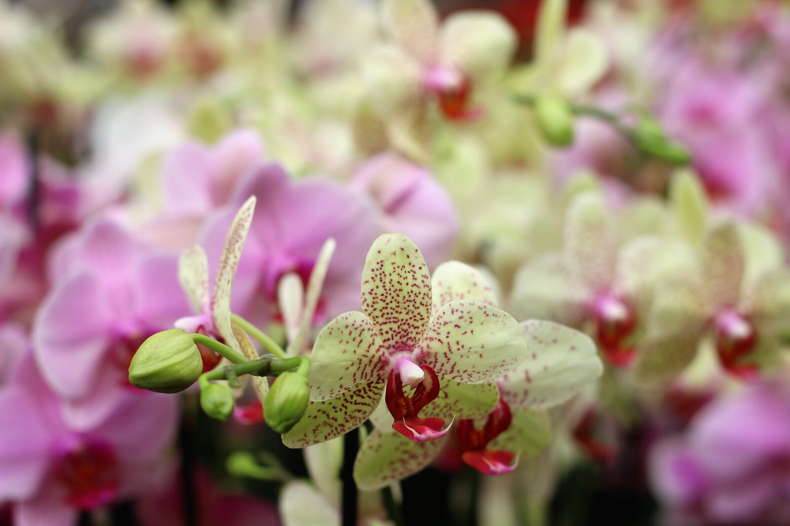 Canon EOS 600D (Rebel EOS T3i / EOS Kiss X5) + Canon EF 50mm F1.8 II sample photo. Orchid, flower, isolated photography
