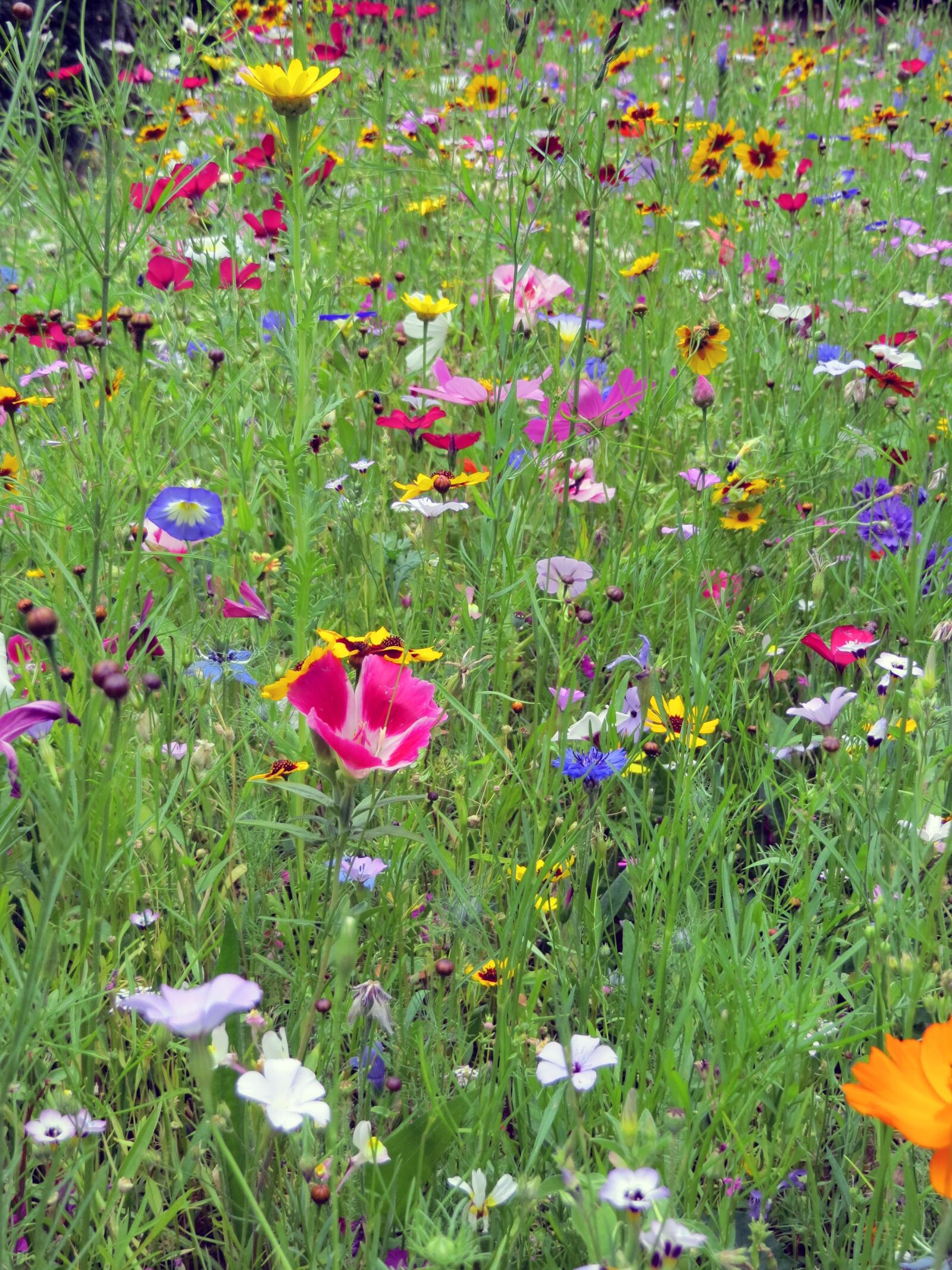 Canon PowerShot SX240 HS sample photo. Flowers, meadow, colorful photography