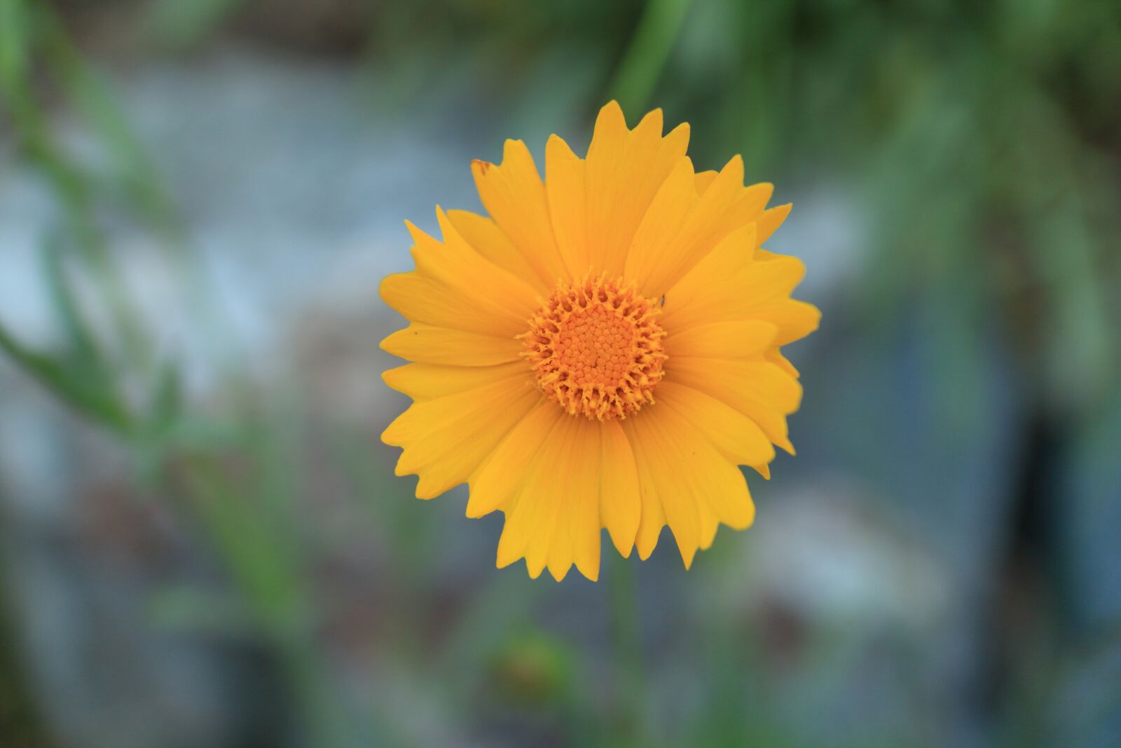 Canon EOS M + Canon EF-M 22mm F2 STM sample photo. Flowers, wildflower, yellow flower photography