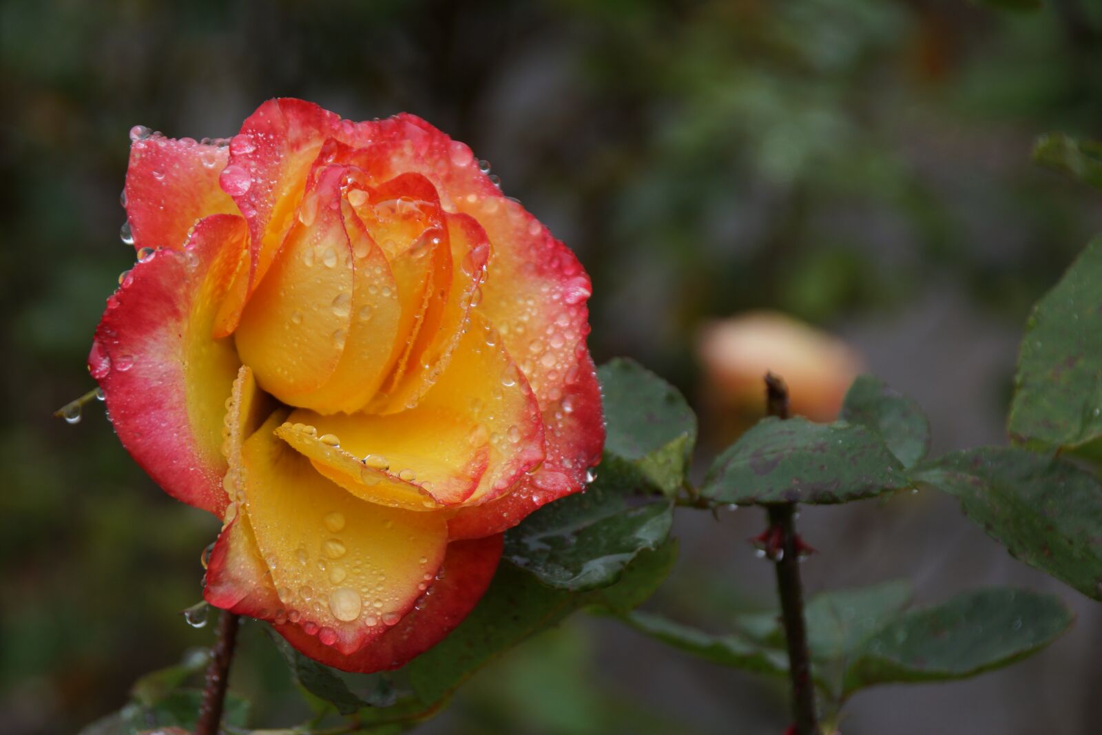 Sony DT 18-250mm F3.5-6.3 sample photo. Rose, petals, yellow photography