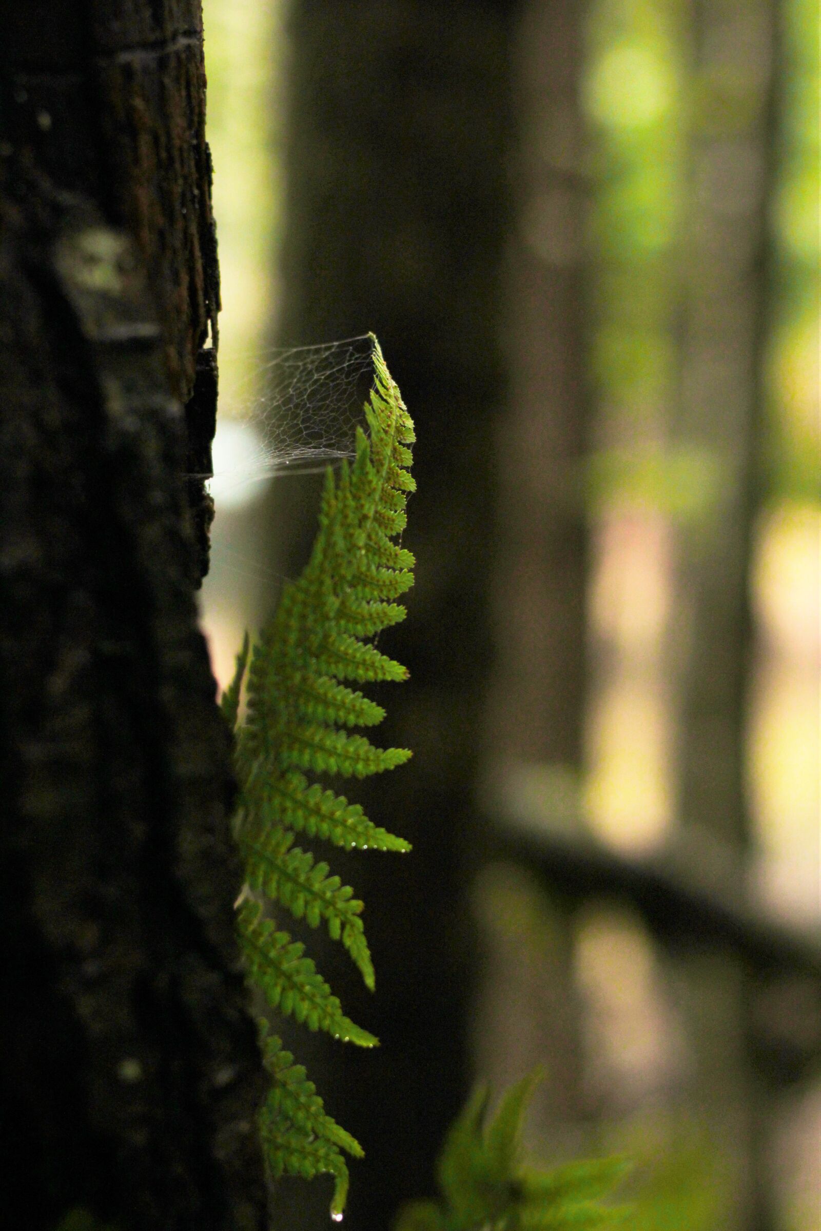 Canon EOS 1200D (EOS Rebel T5 / EOS Kiss X70 / EOS Hi) sample photo. Cobweb, fern, plant, spider photography