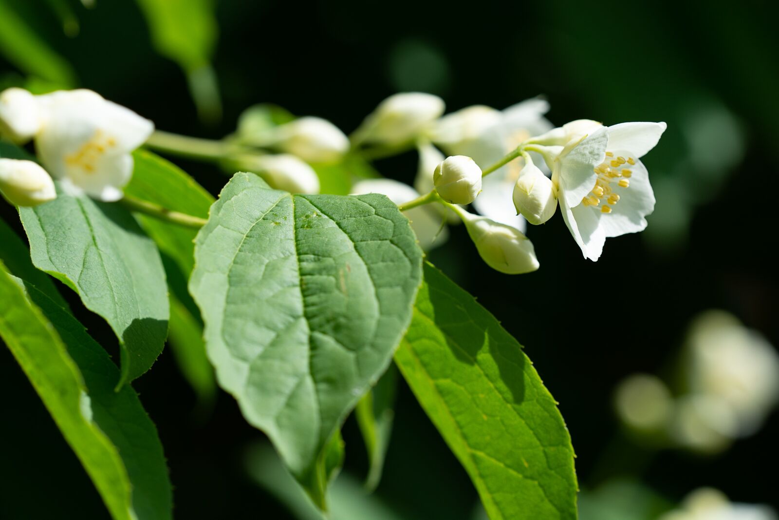 Nikon D7100 sample photo. Flowers, white, white flowers photography