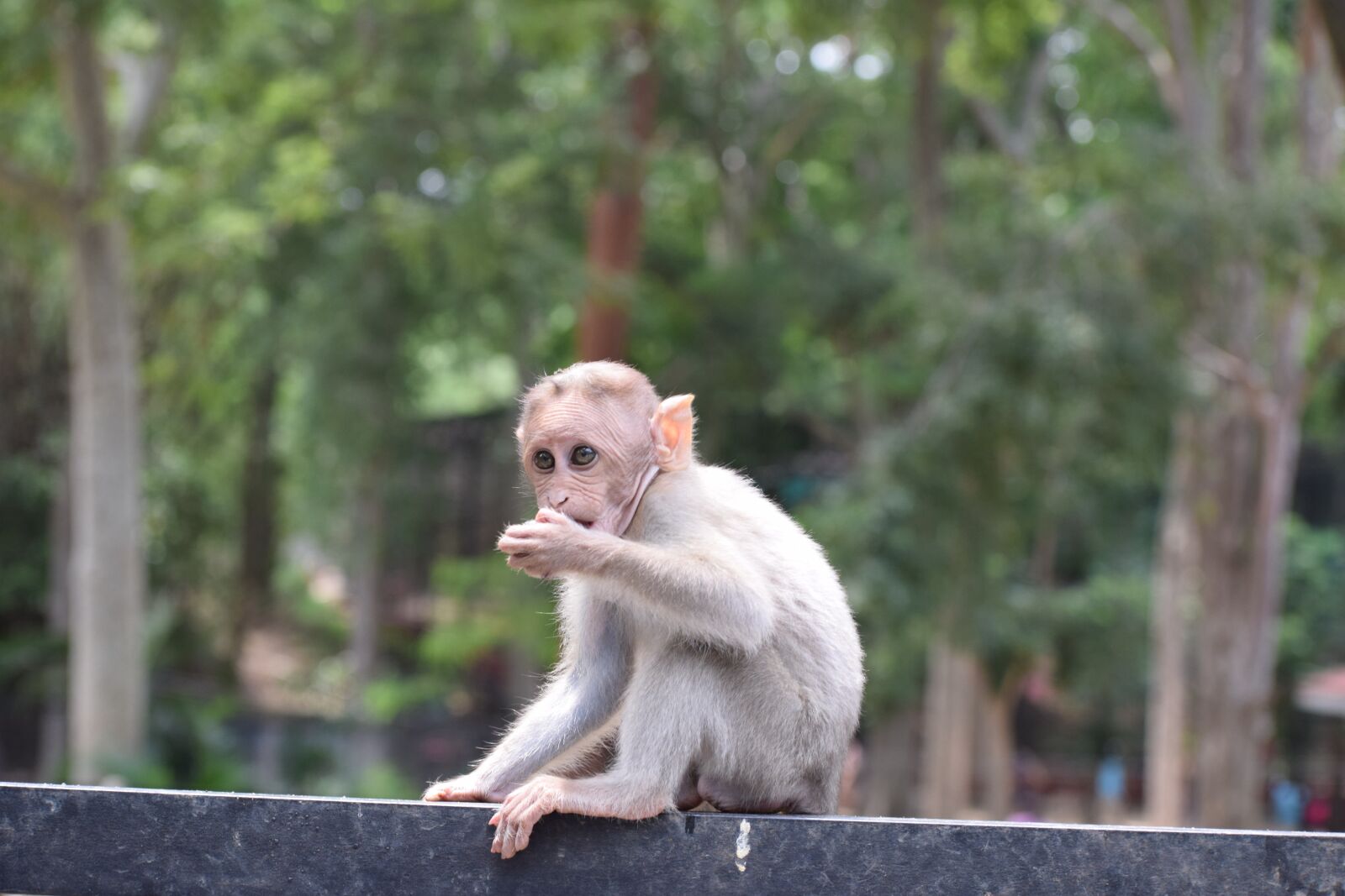 Nikon D3300 sample photo. Monkey, baby monkey, eating photography